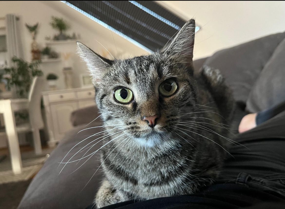 Penny - Bayerhöfer Straße, Schonungen