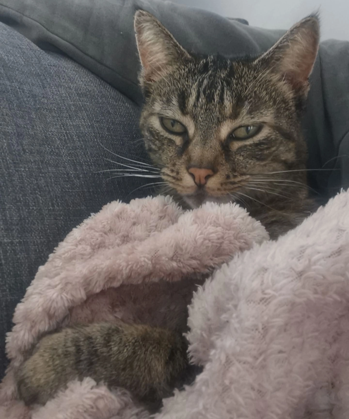 Nala - Chemin des Aulnées, Soignies