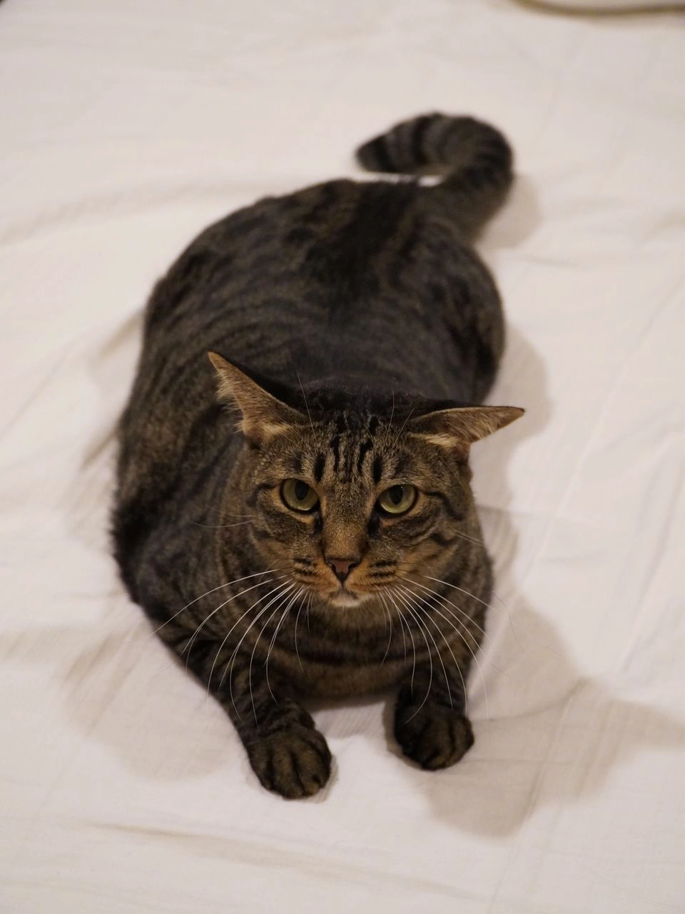 Catto - Jalan 17/21A, Petaling Jaya