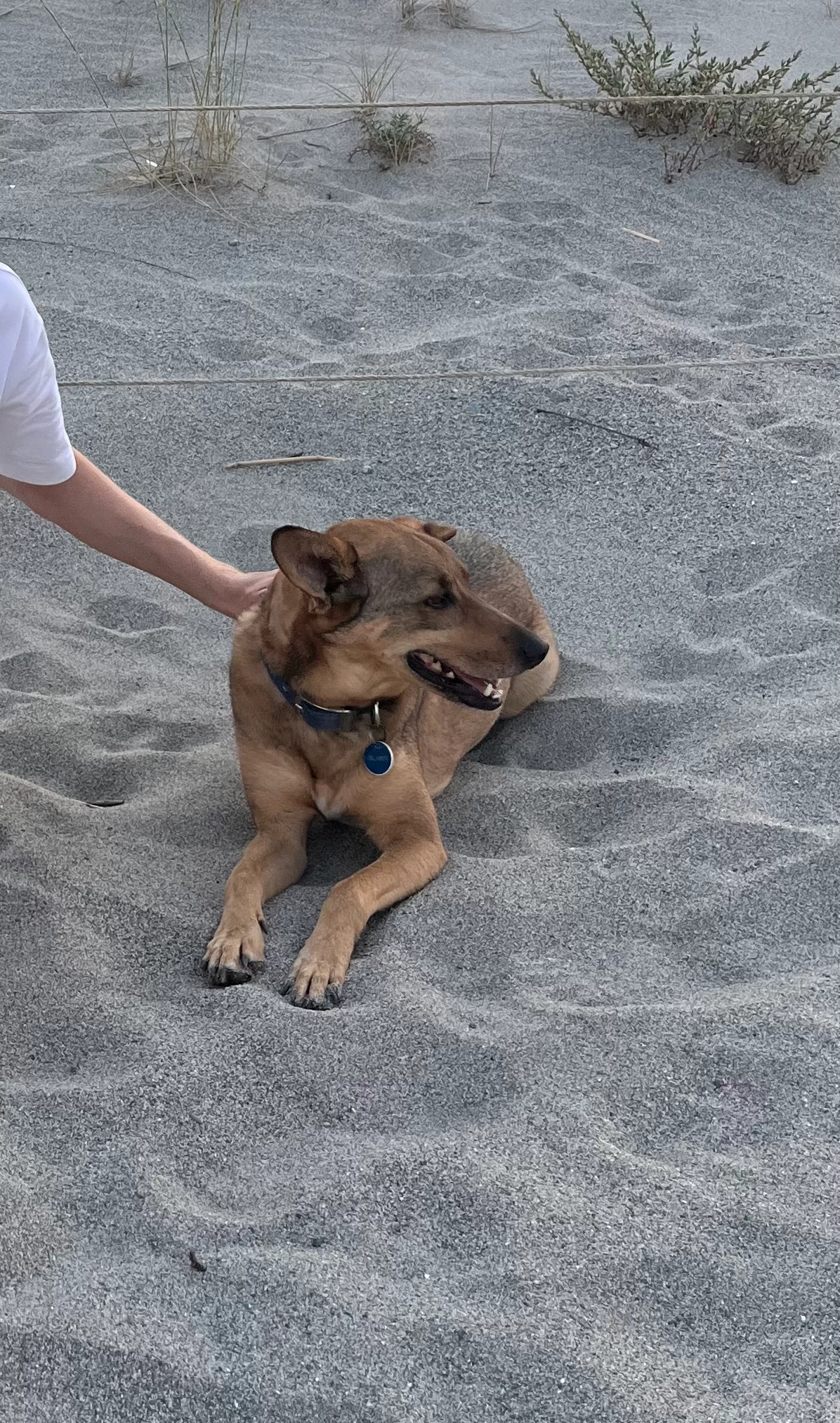 Oliver - Impasse Copernic, Argelès-sur-Mer