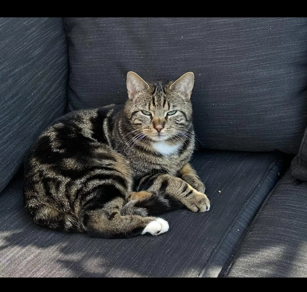 Tijger - Prins Hendrikstraat, Ooij