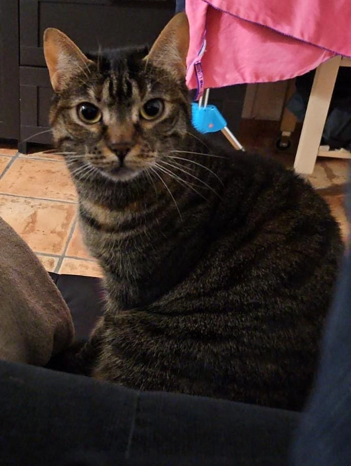 madleine  - 13 Avenue de la Vicomte, Dinard