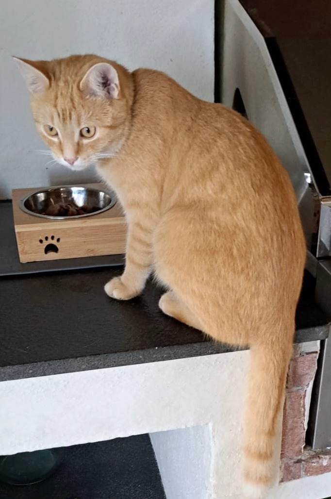 Rodion - Avenida De La Infanta, Marbella