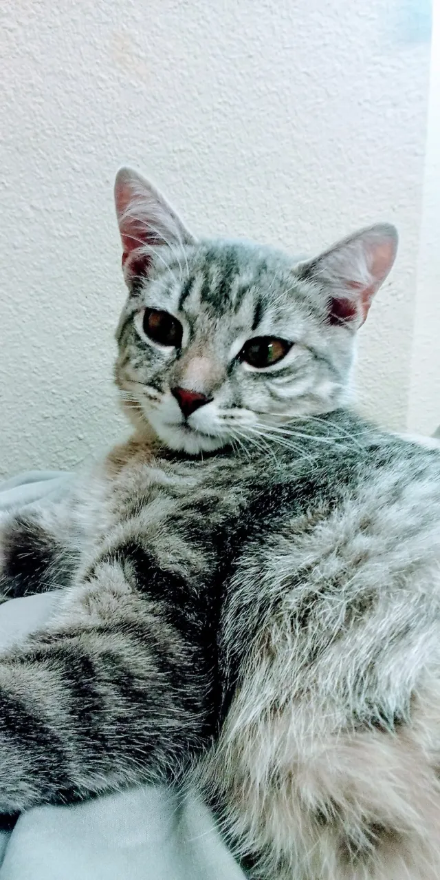 Cleo - Priest Drive and West Broadway Road, Tempe