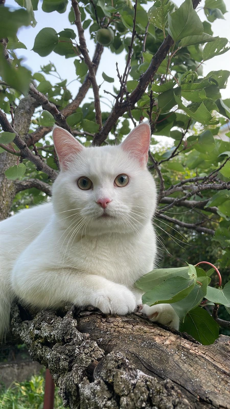 Mimi  - Rue Charles Garnier, Clermont-Ferrand