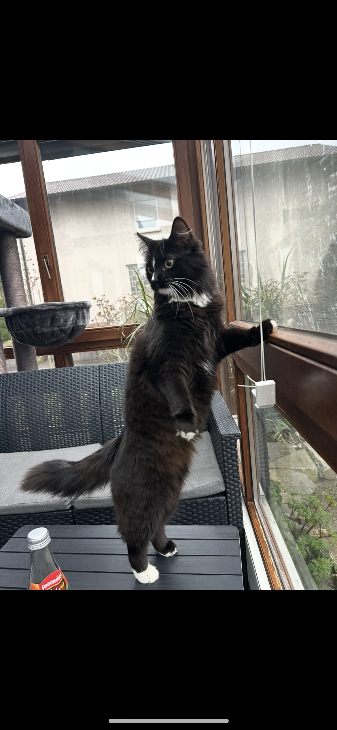 Bagheera - Finkenweg, Dürmentingen