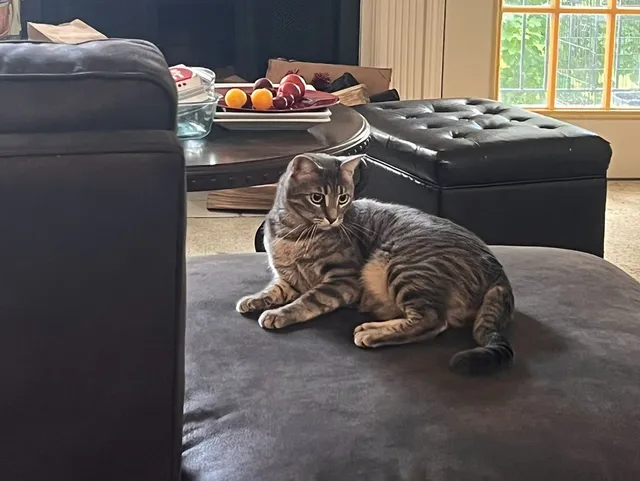 Freja - 1854 Windwood, Rochester Hills
