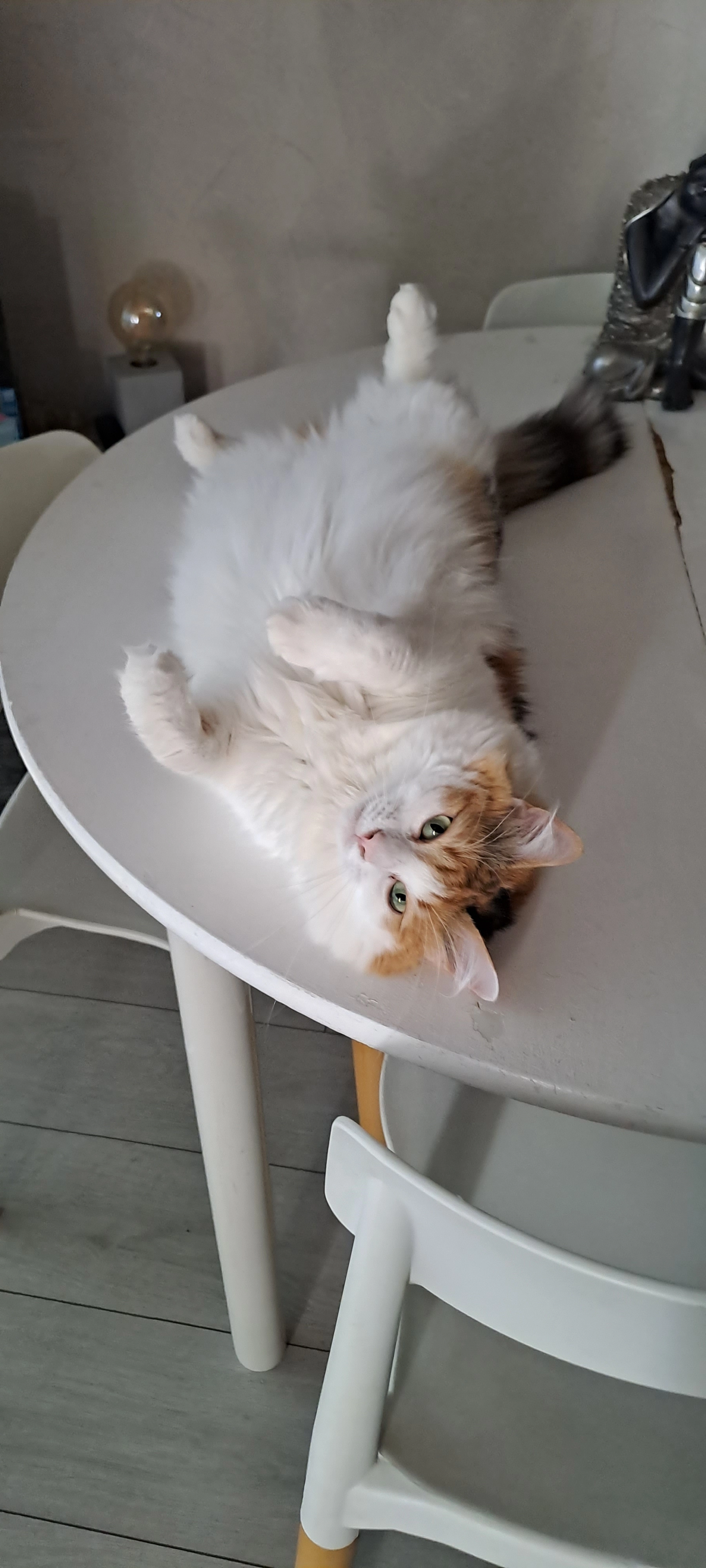 Suzy  - 9 Rue Albert Schweitzer, Billère