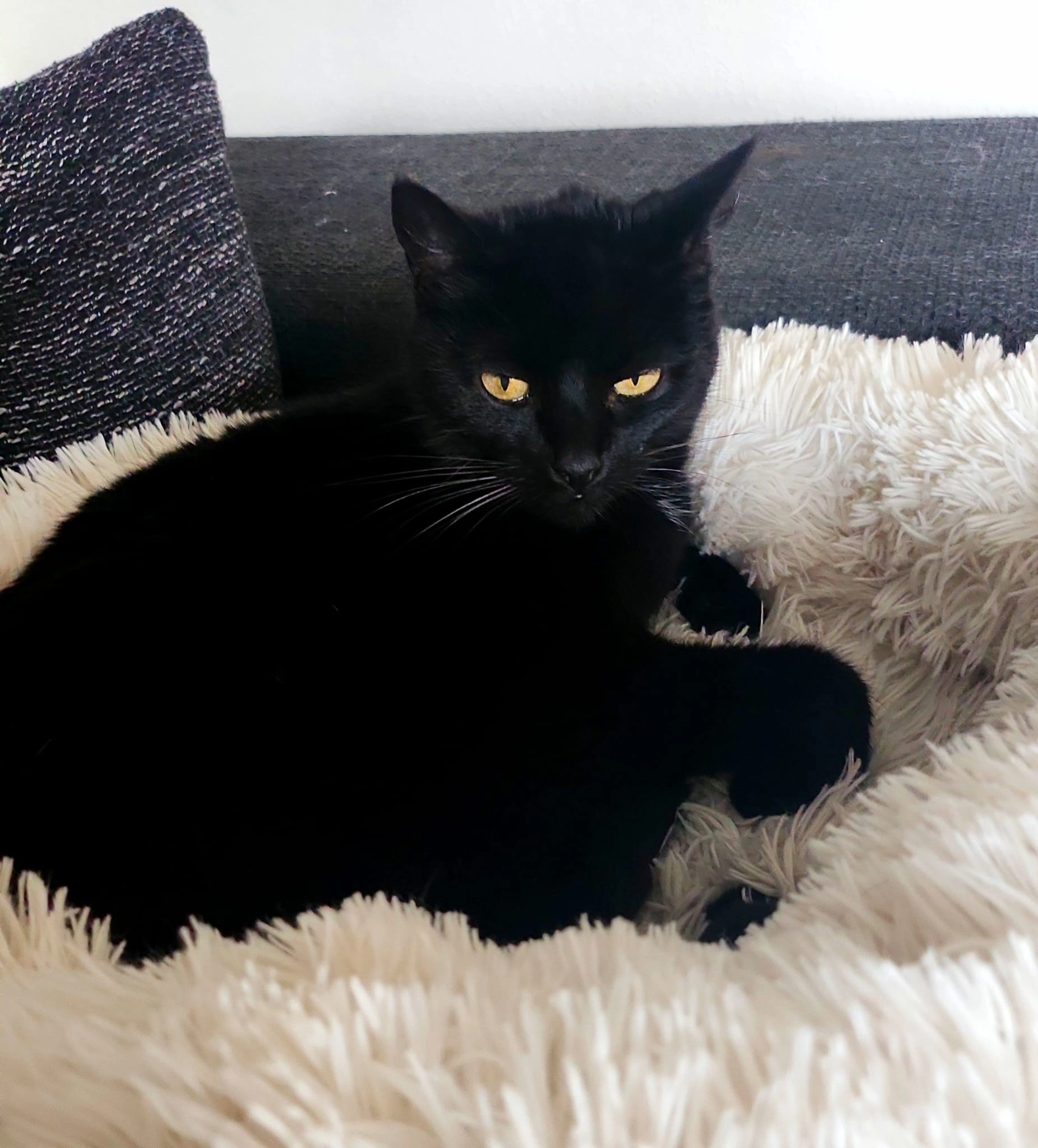 Nala  - Bergstraße 18, Minden