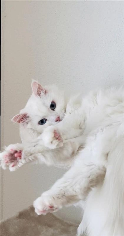 Minusch (Hort auf Miu) - Listrighöhe 27, Emmen