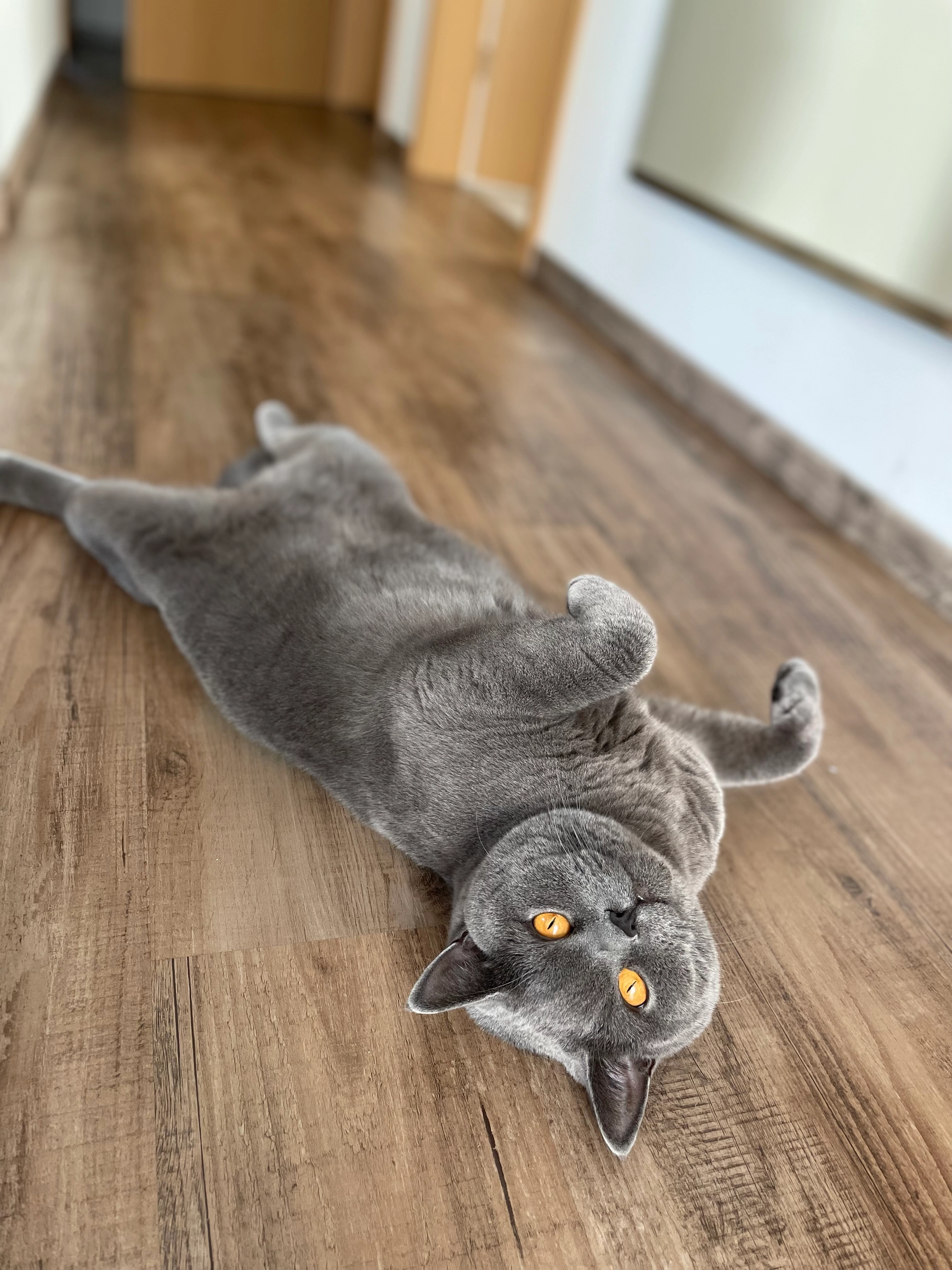 Kescha - Nordstraße, Horn-Bad Meinberg