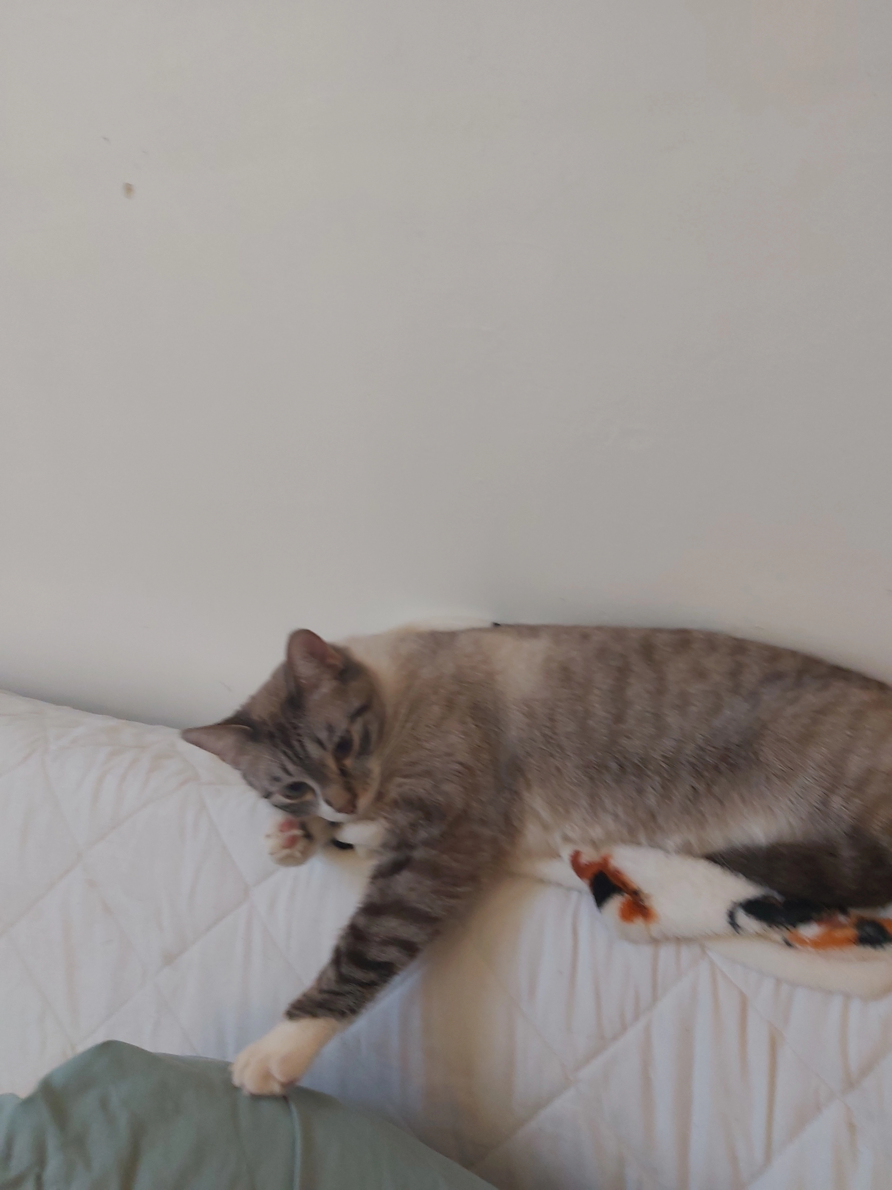 Cardi - Rue Du Grand Vidame, Amiens