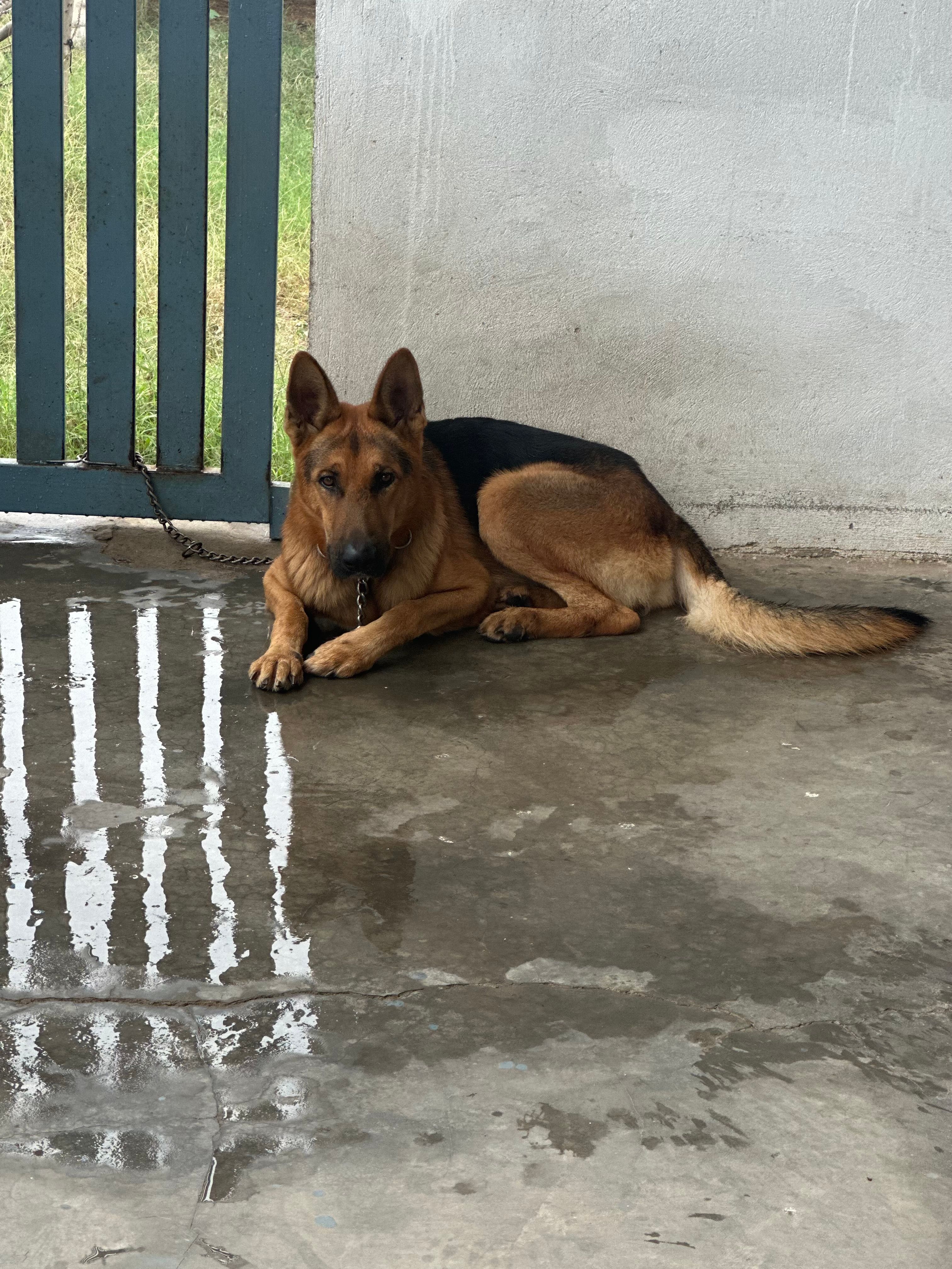 Jerry - Lalru, Dera Bassi