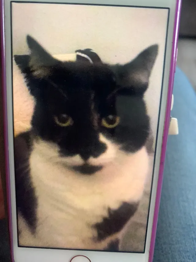 Mr Darcey  - Povey Place, Newcastle-under-Lyme