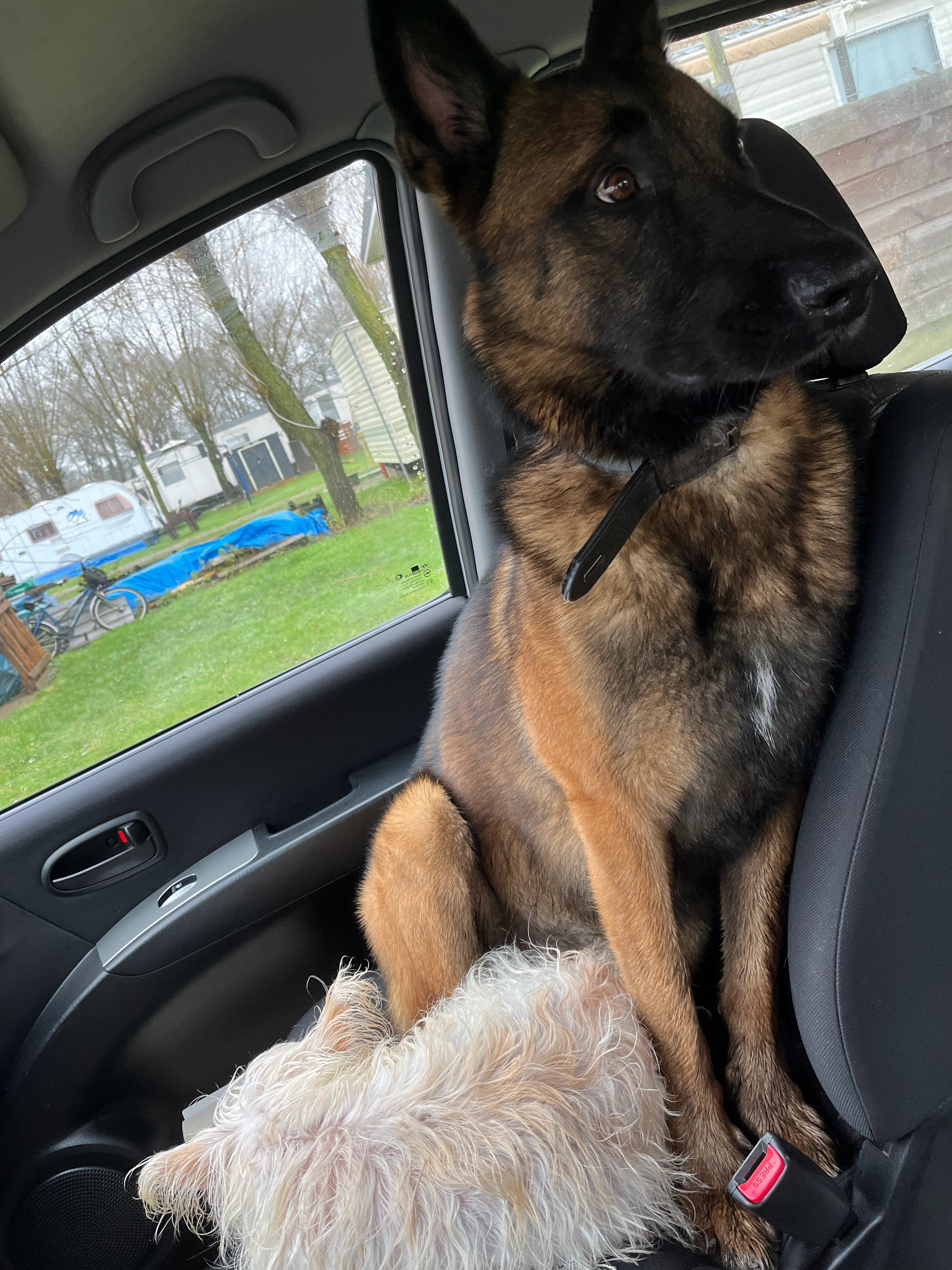 Naïm  - Alte Picardiëkanaal, Laar