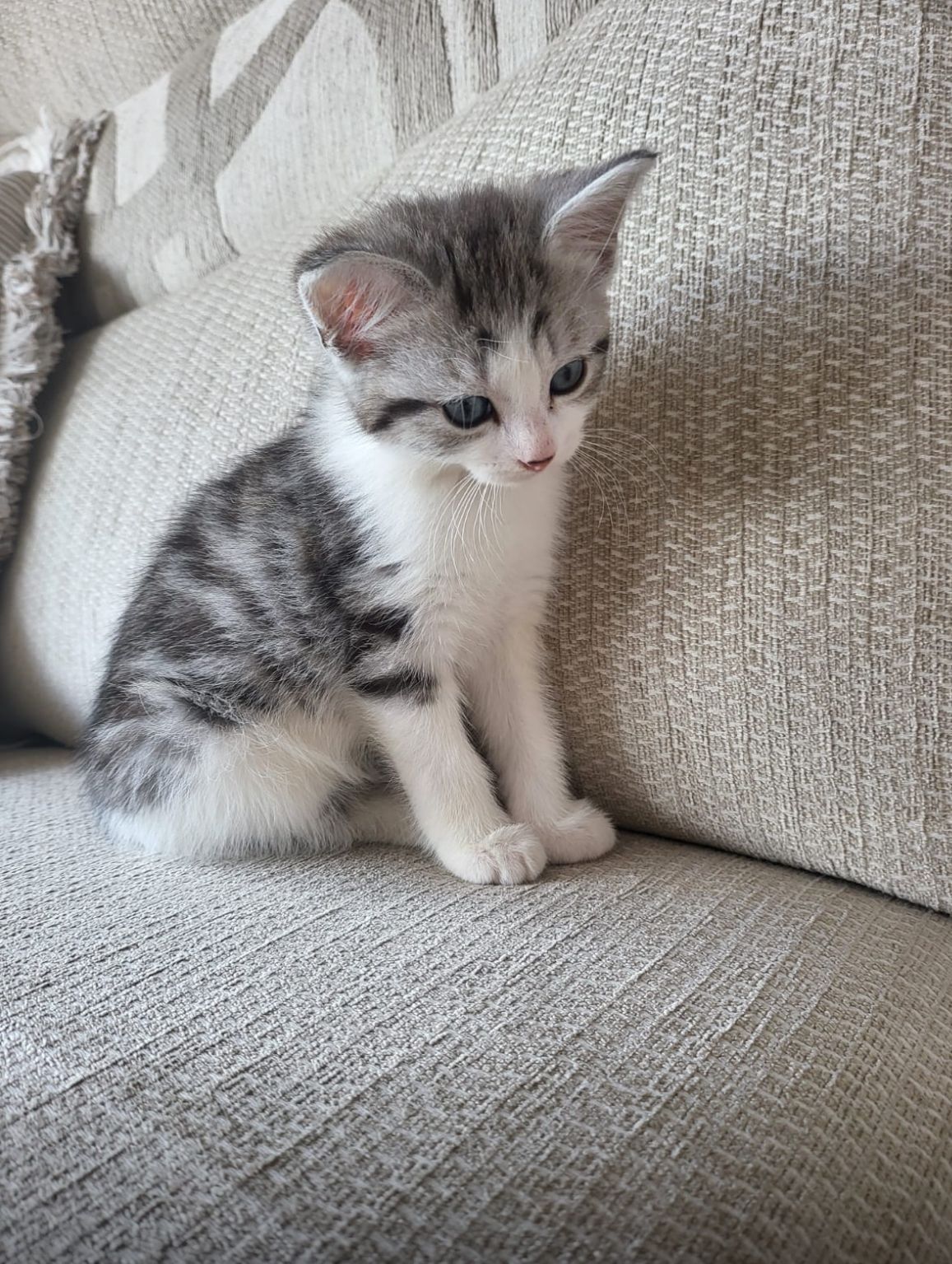 Rosie - Mickleover, Derby