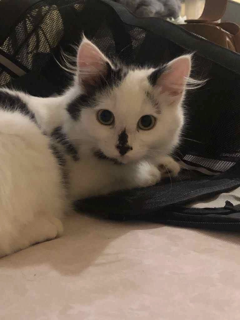 Félix - 7 Allée Hoche, Rouen