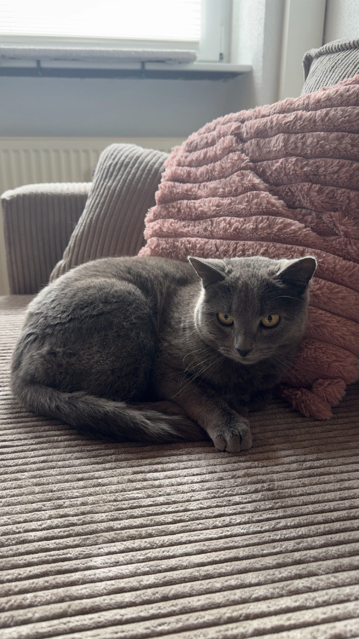 Mila - Gollenberger Weg, Birkenfeld