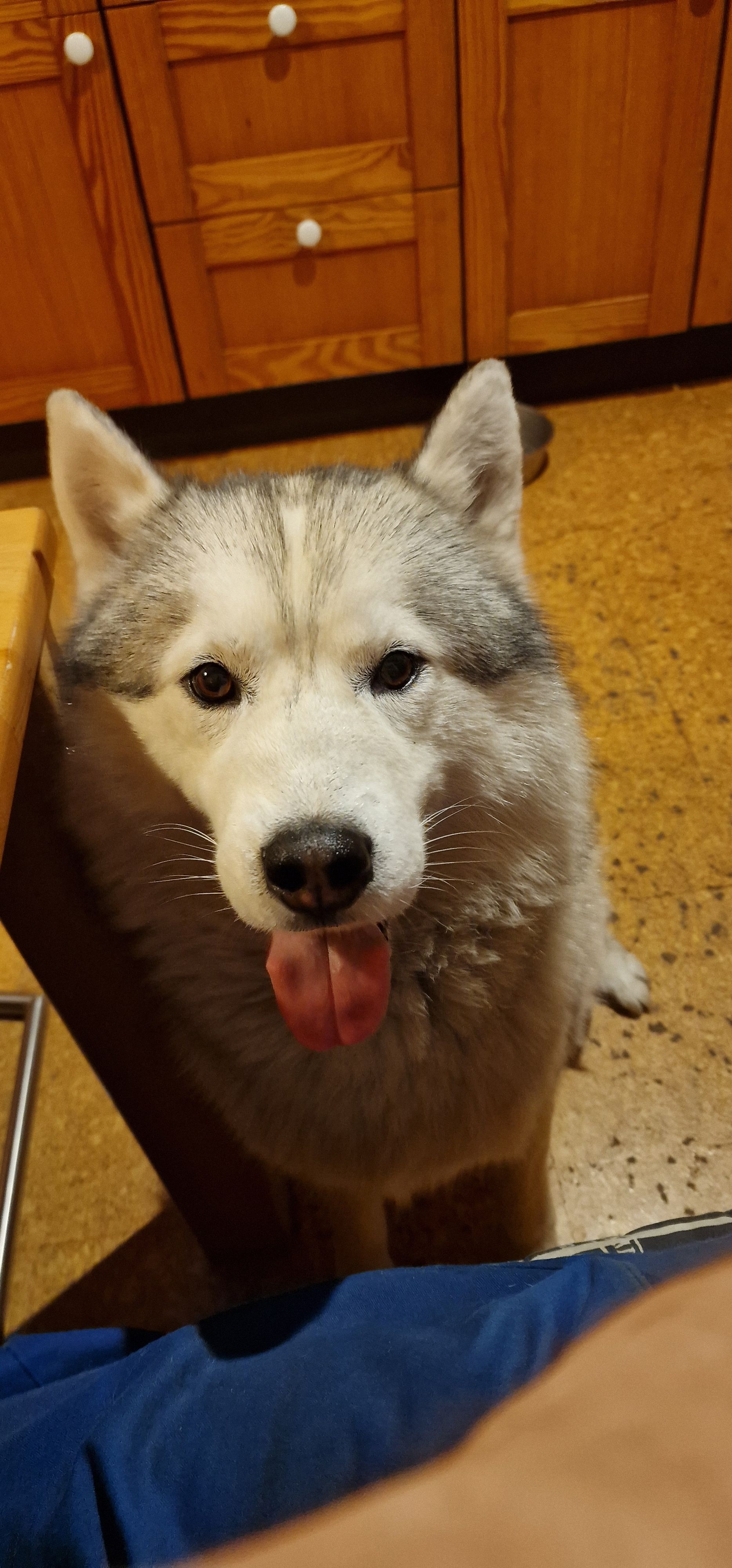 Lovelace(Lavi) - Helenriede, Gifhorn