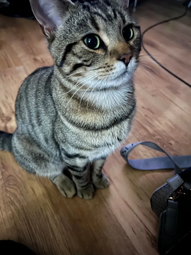 Rocco  - Stoneleigh Close, Nuneaton