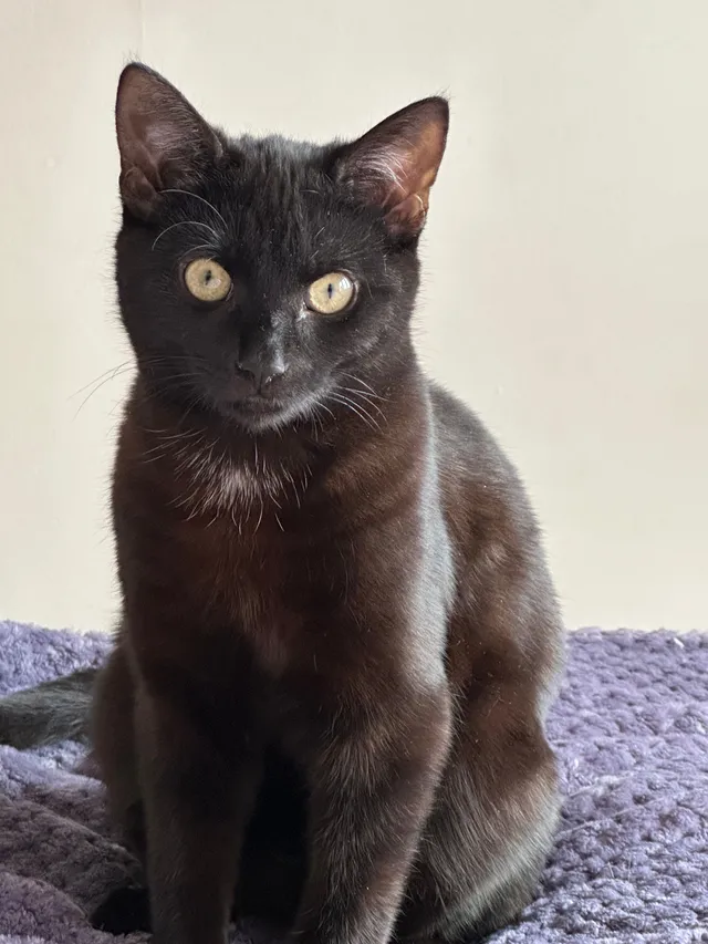 Teddy  - CM12 0, Billericay
