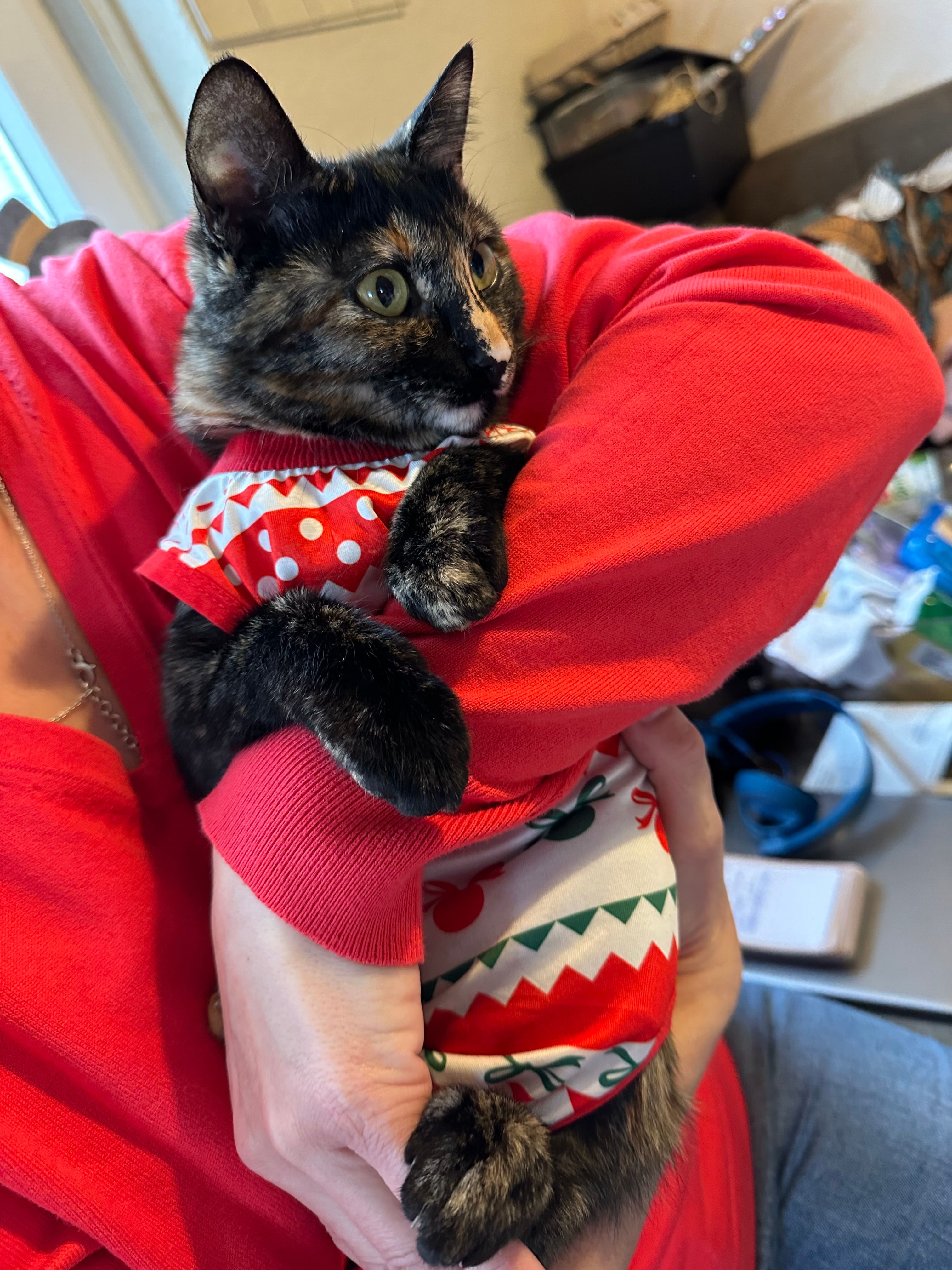 Leyla - Caminho Dos Brejos, Albufeira