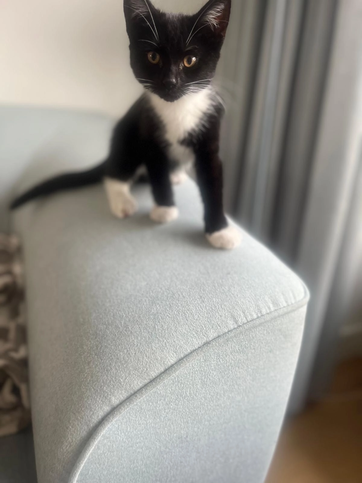 Donny - Tuini Kata Patthar Road, Kalsi