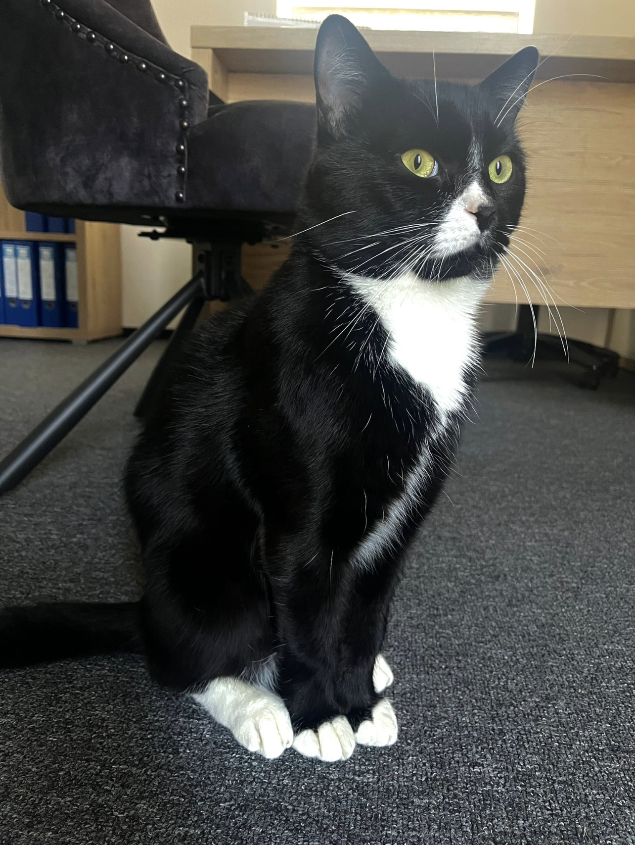 Tommy - Pulgarner Straße, Steyregg