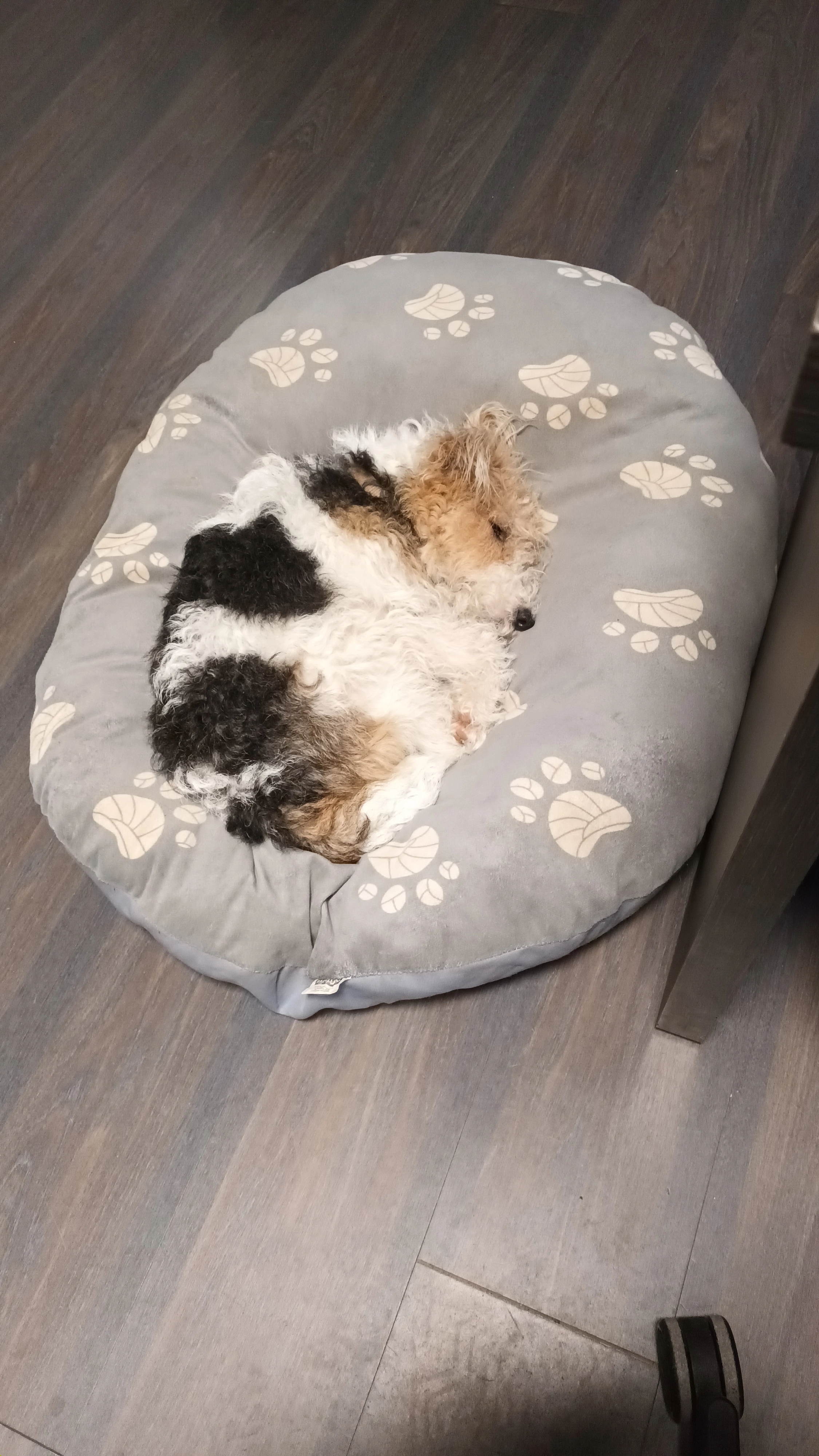 Taïga  - Rue Jules Ferry, Dourdan