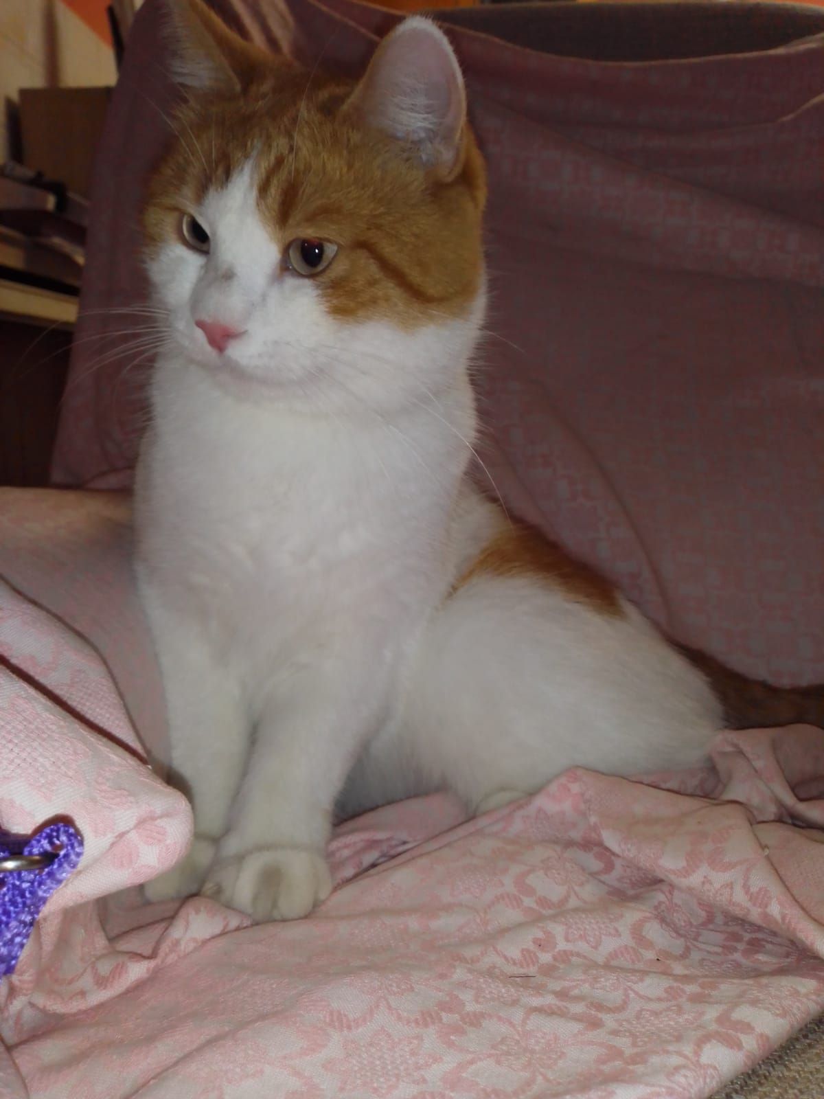 Pallino - Via Parrocchia, Ronco Briantino