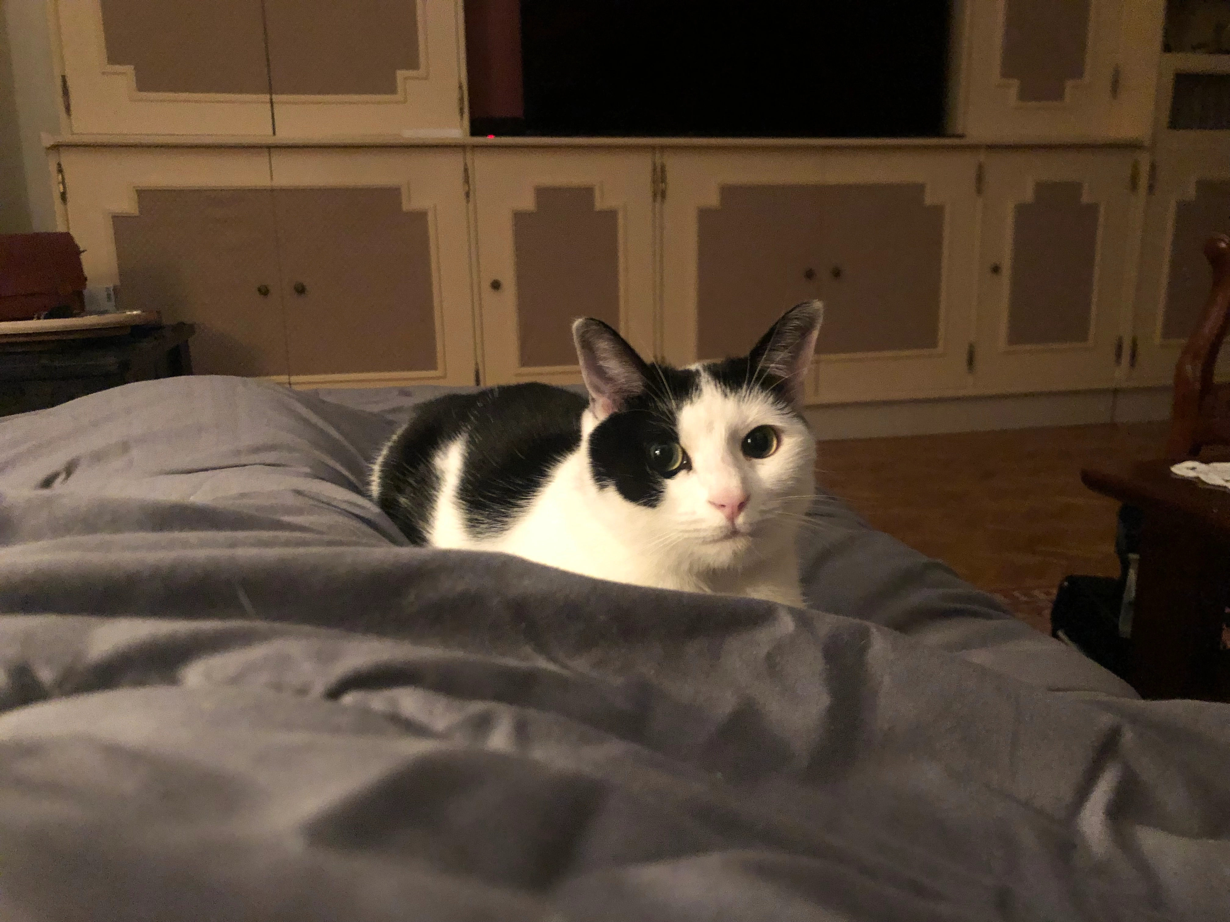 zoé - 750 Route de Keryouen, Trégunc