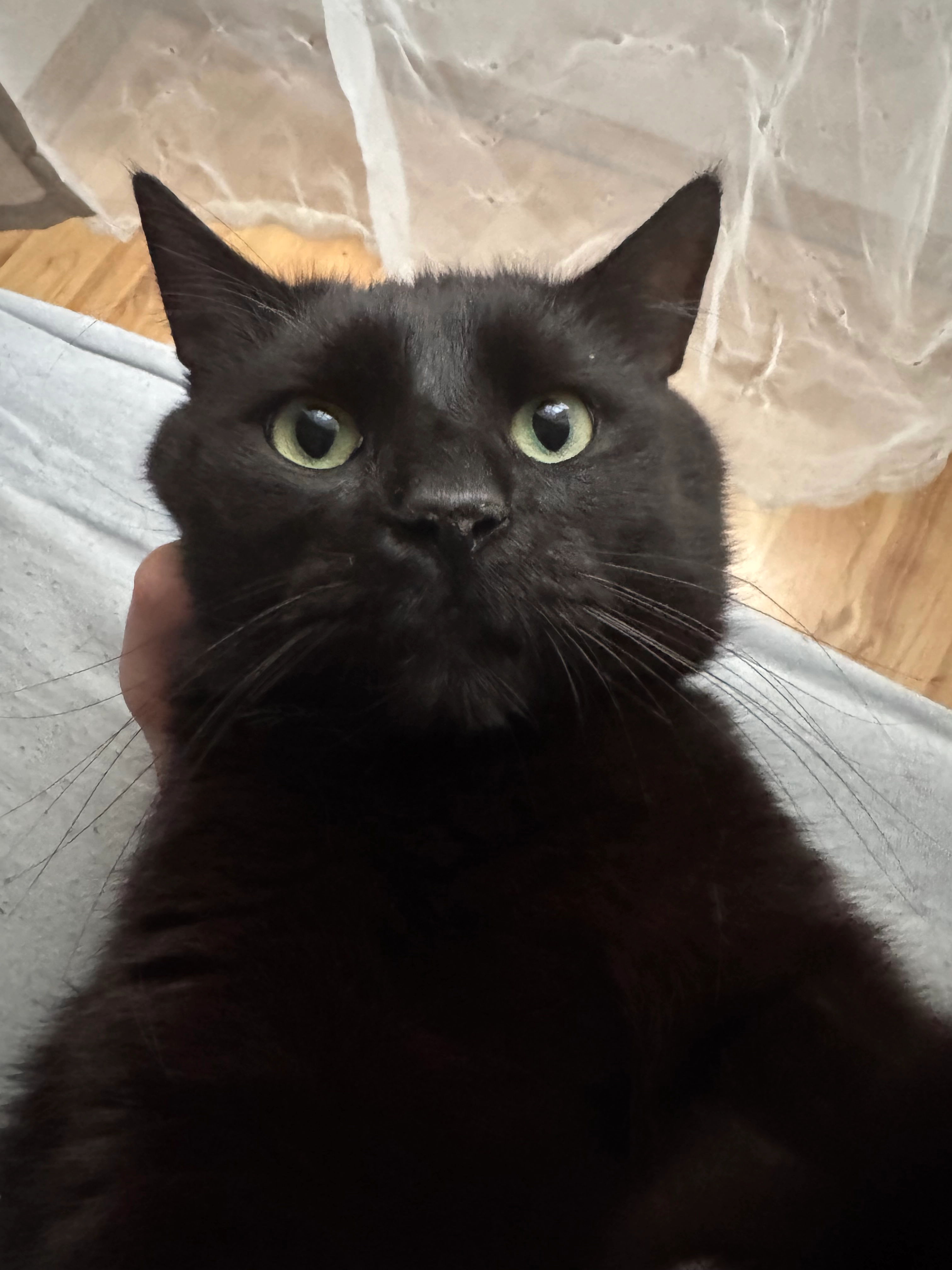 Frosti - Haštalská 1, Praha