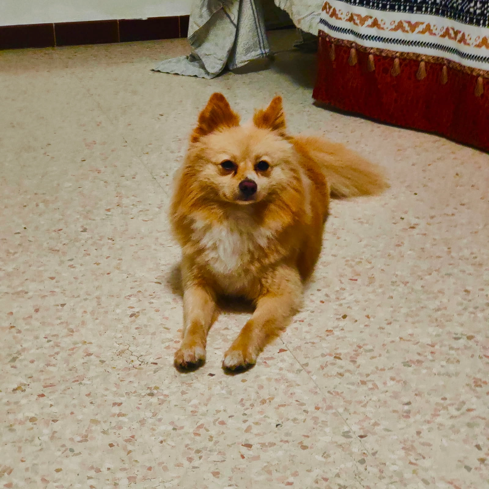 Spritz - Carrer Benidorm, Teulada