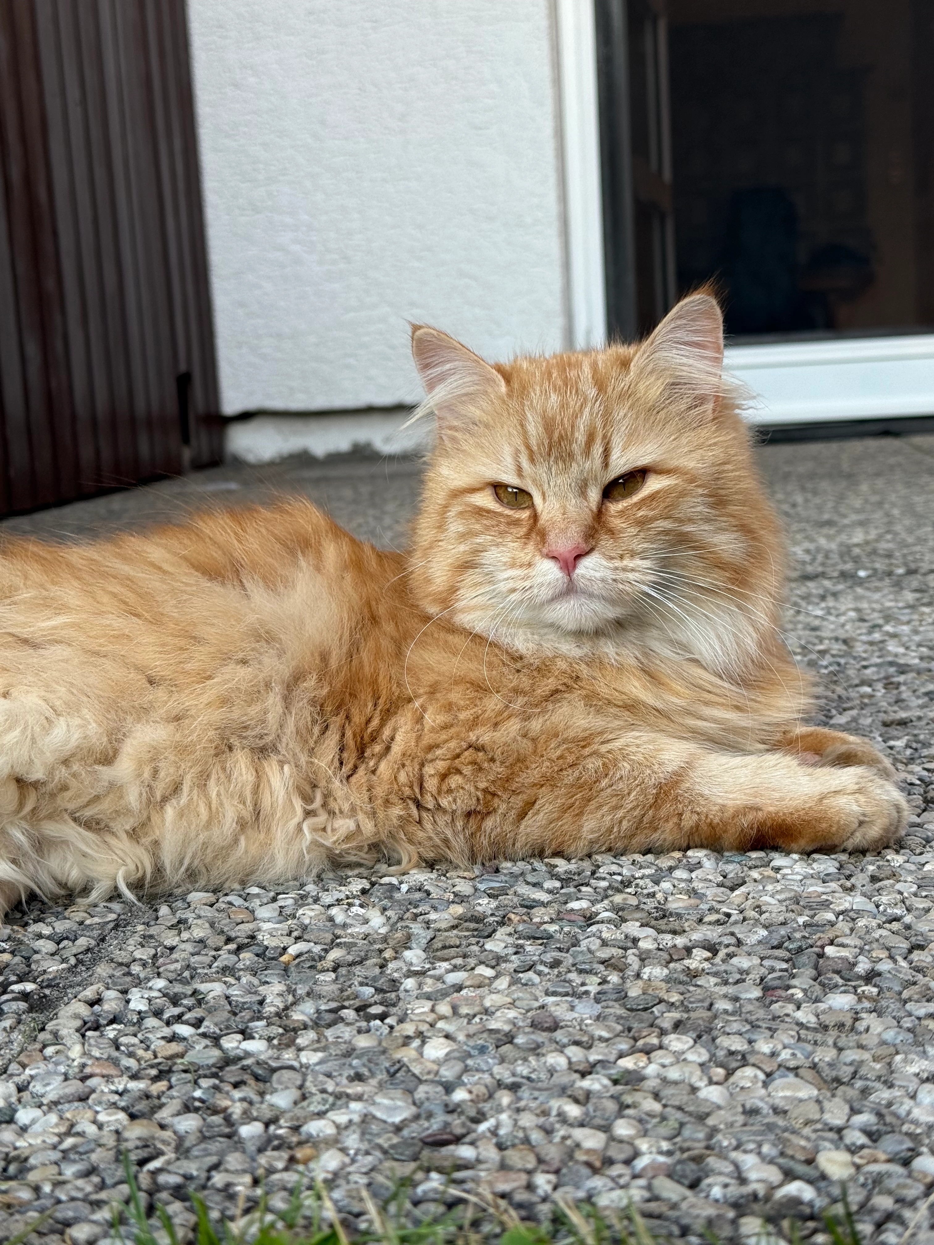 Sammy - Hermann-Erdpresser-Siedlung, Schlüßlberg