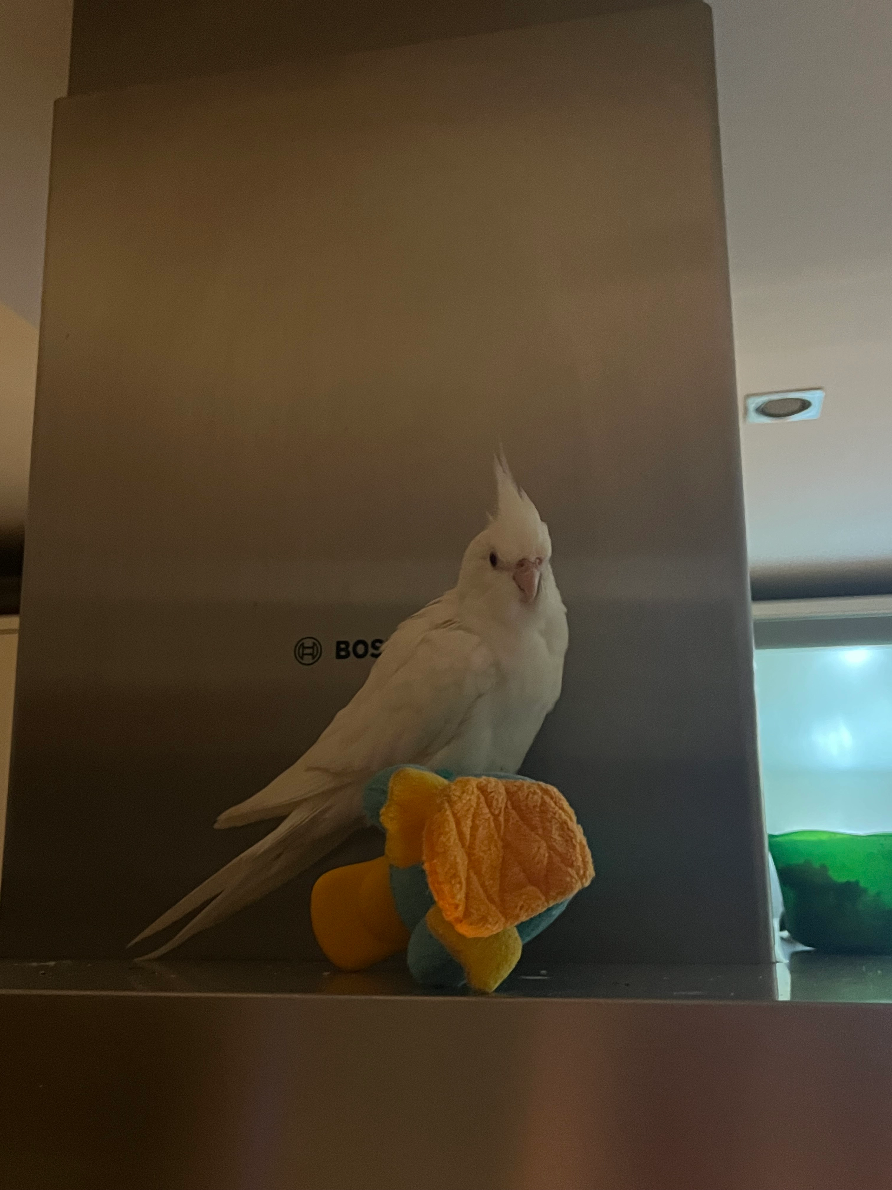 Freddy - Calle Vega del Mar, Marbella