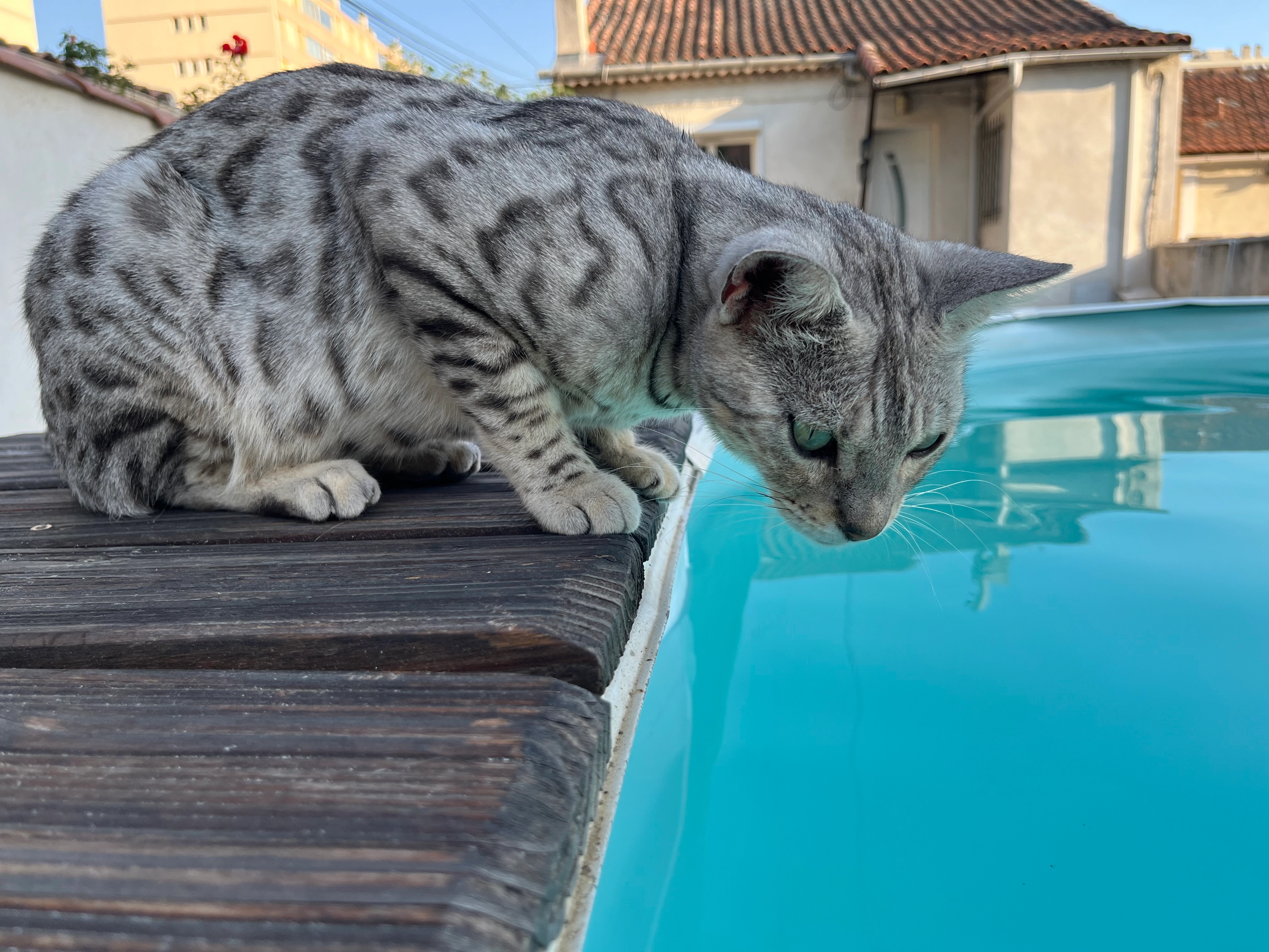 Sirius -  Impasse proche «&nbsp;Mr Patate&nbsp;», Marseille 13015