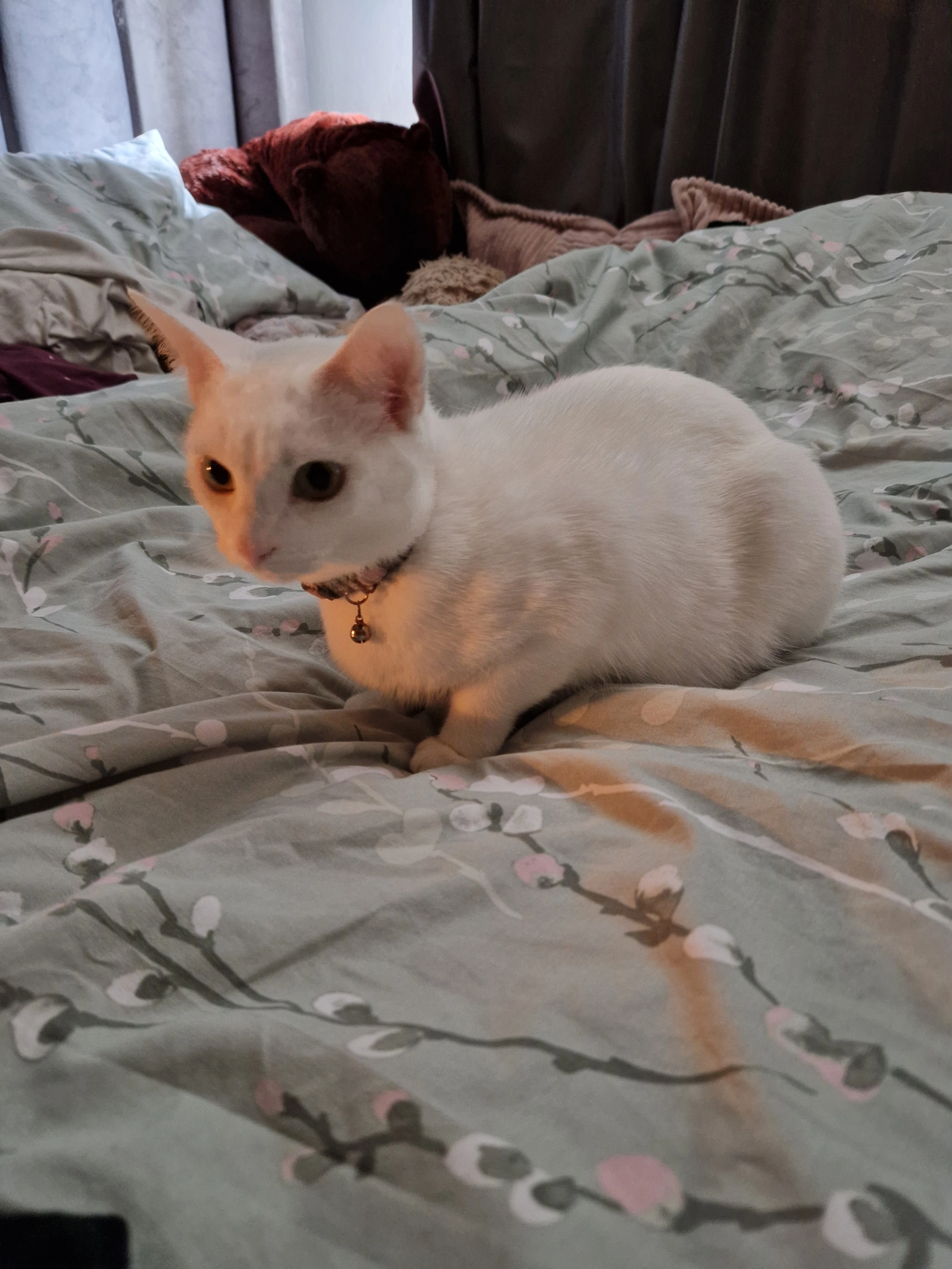 Thea - Gwenys Crescent, Stoke-on-Trent