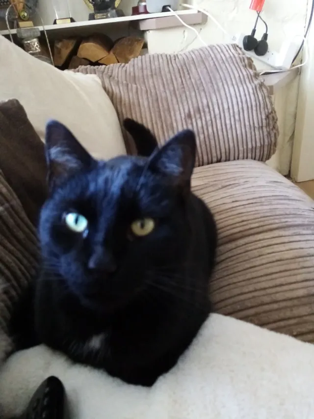Sooty  - Broughton Avenue, Swansea
