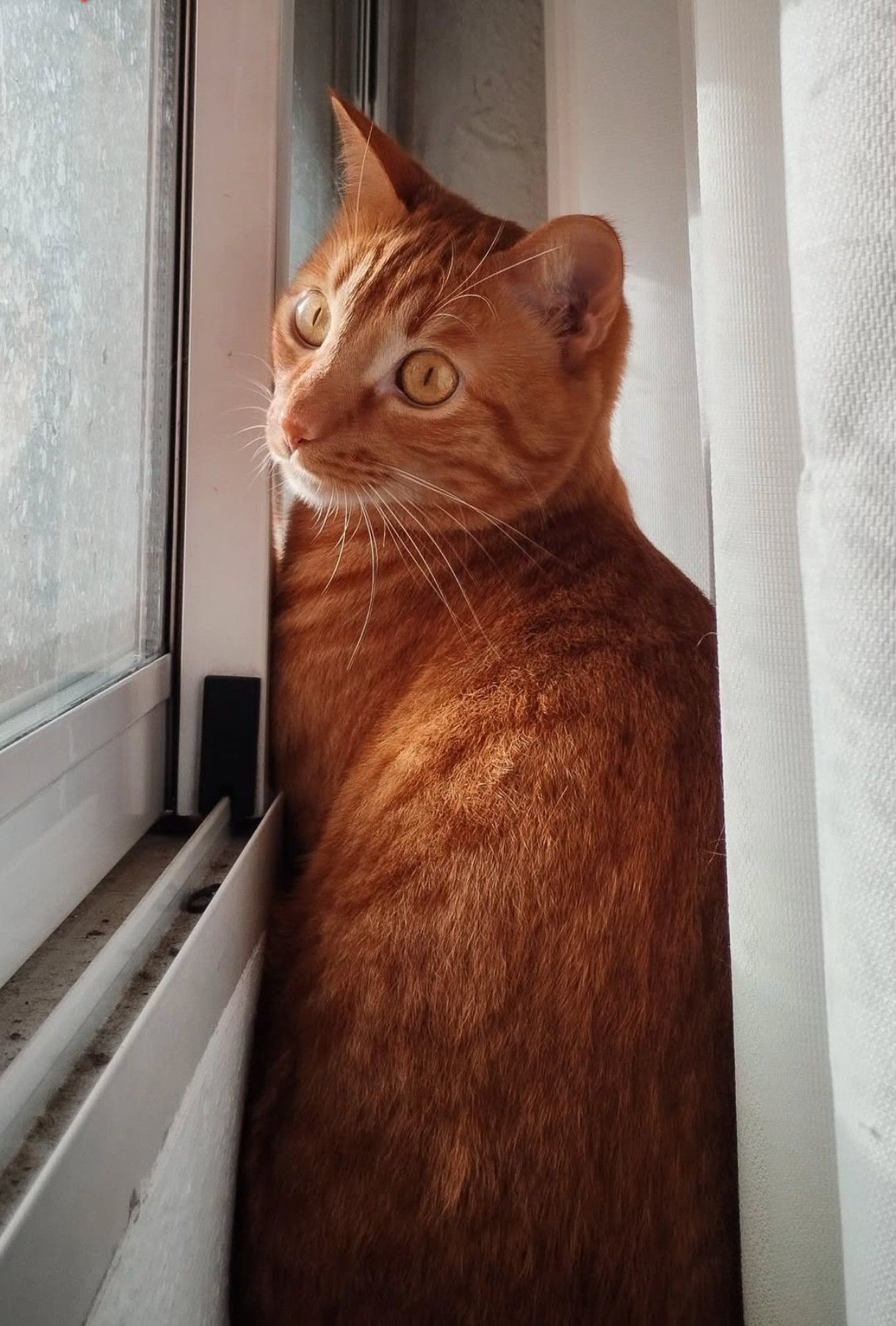 Maki - Calle del Campo de la Paloma, Madrid