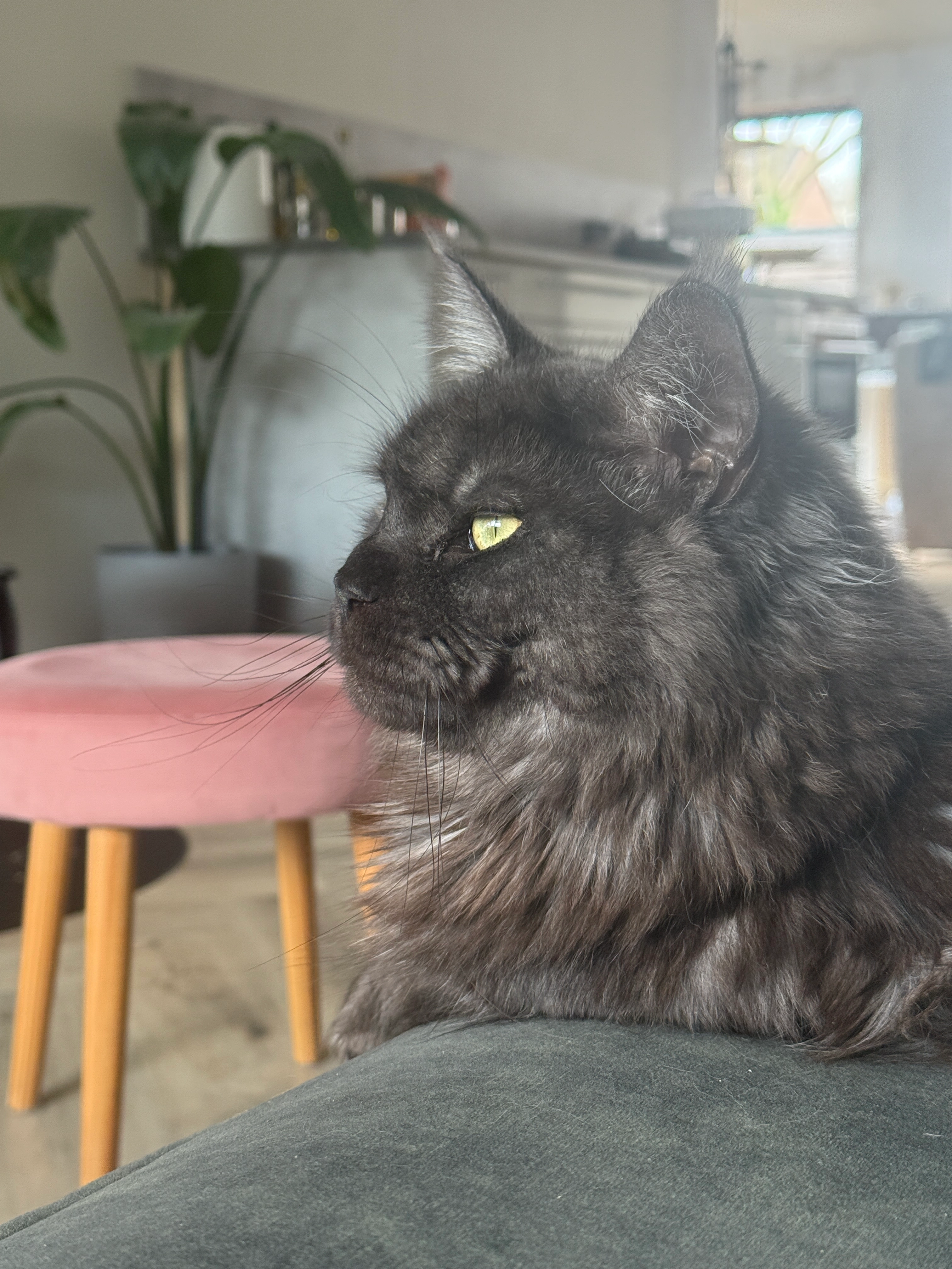 Maddox - Bruntingerbrink, Emmen