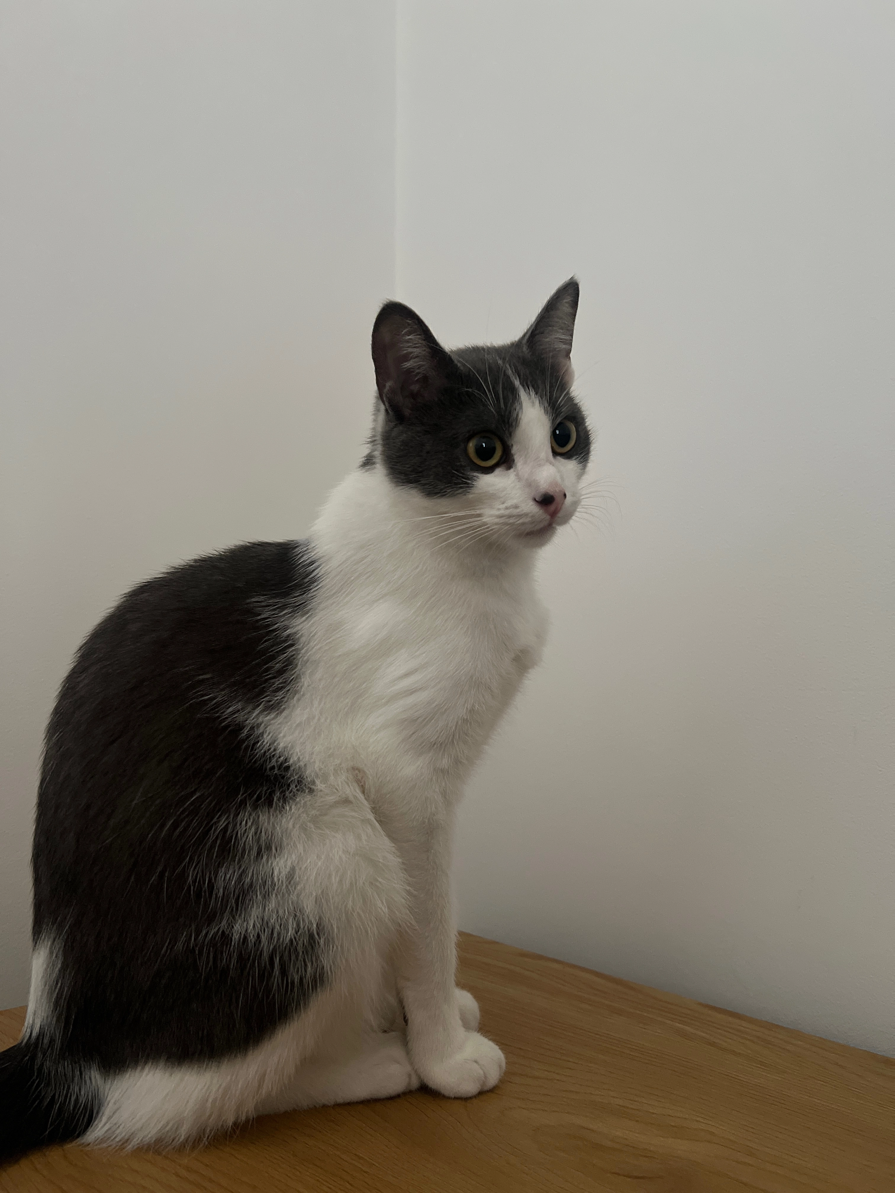 Simon - Erzherzog-Karl-Straße, Wien