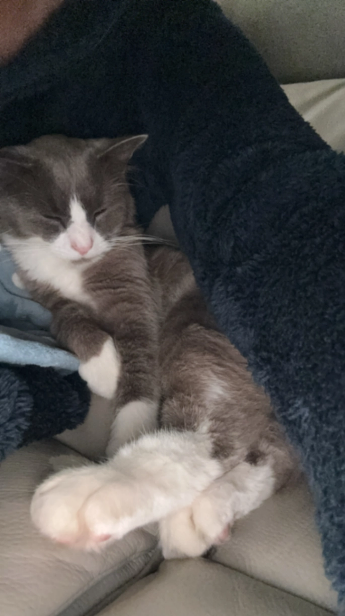 Milo - 17 Barnford Close, Birmingham