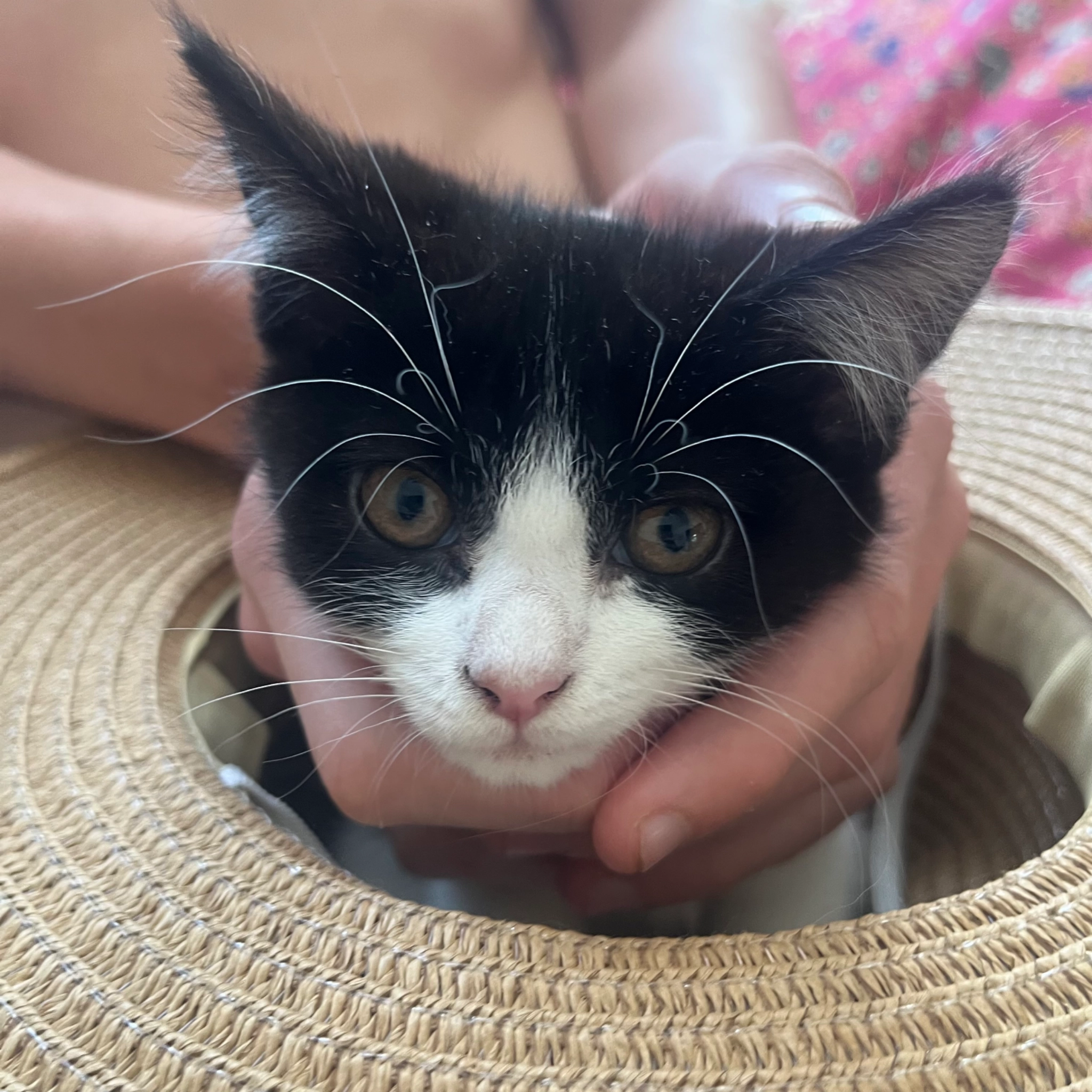 Lola.. she’s a kitten - 25 The Philog, Cardiff