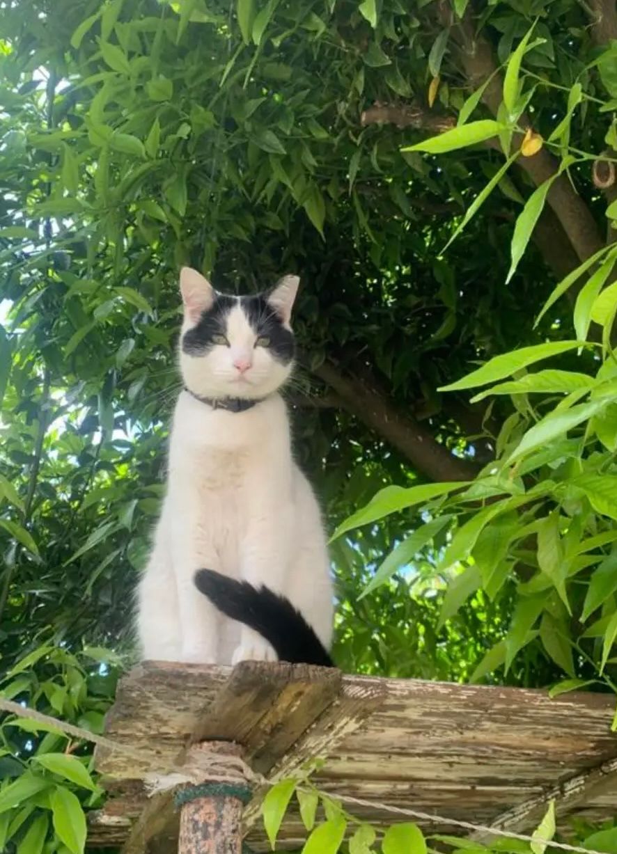 Caju - Alameda do Cedro, Mafamude, Vila Nova de Gaia