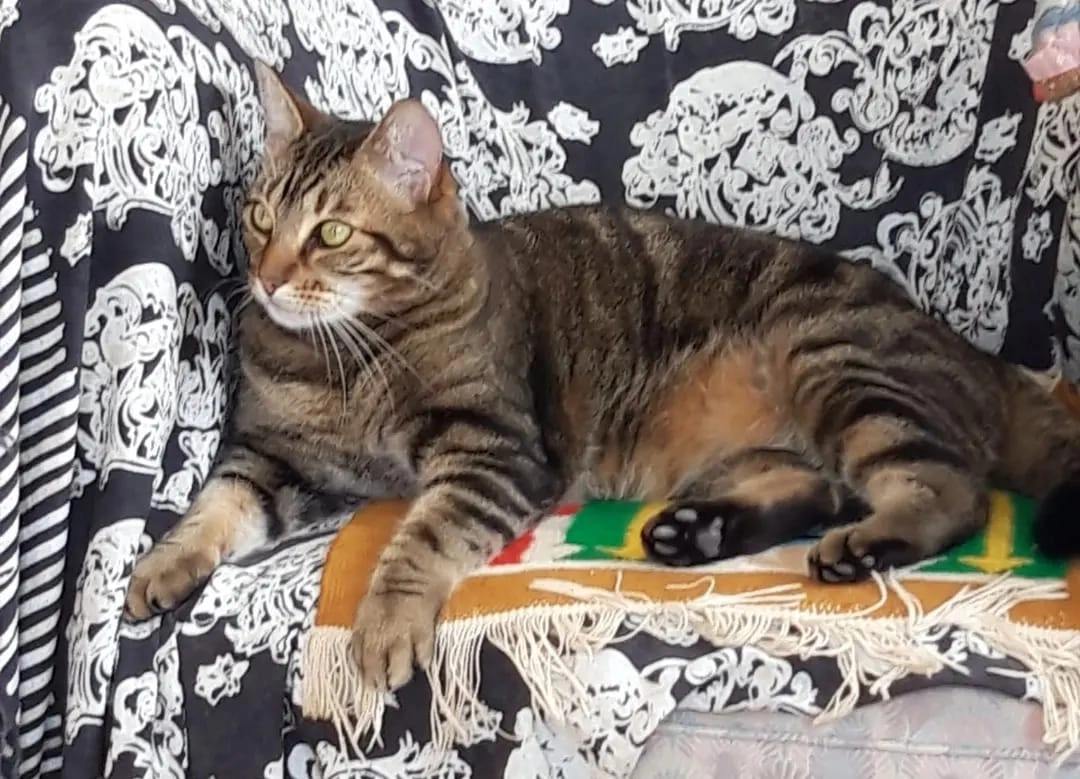 Simba - Rue Georges Politzer, Arcueil