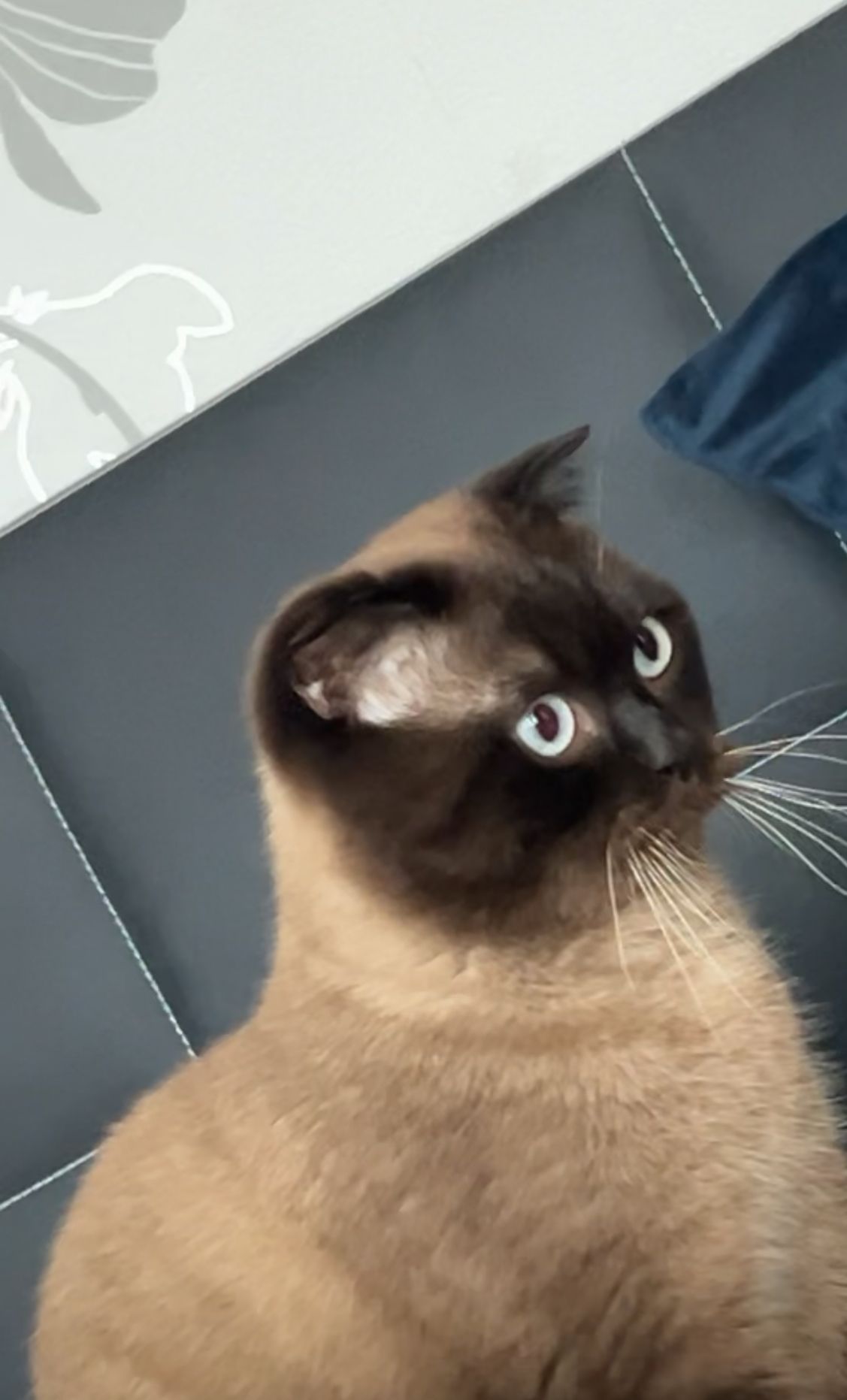 Misu - Am Rehmenfeld, Zeven