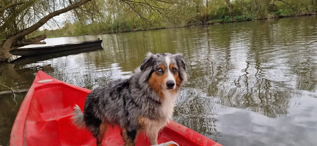 Sheeby - D 878, La Chapelle-Glain