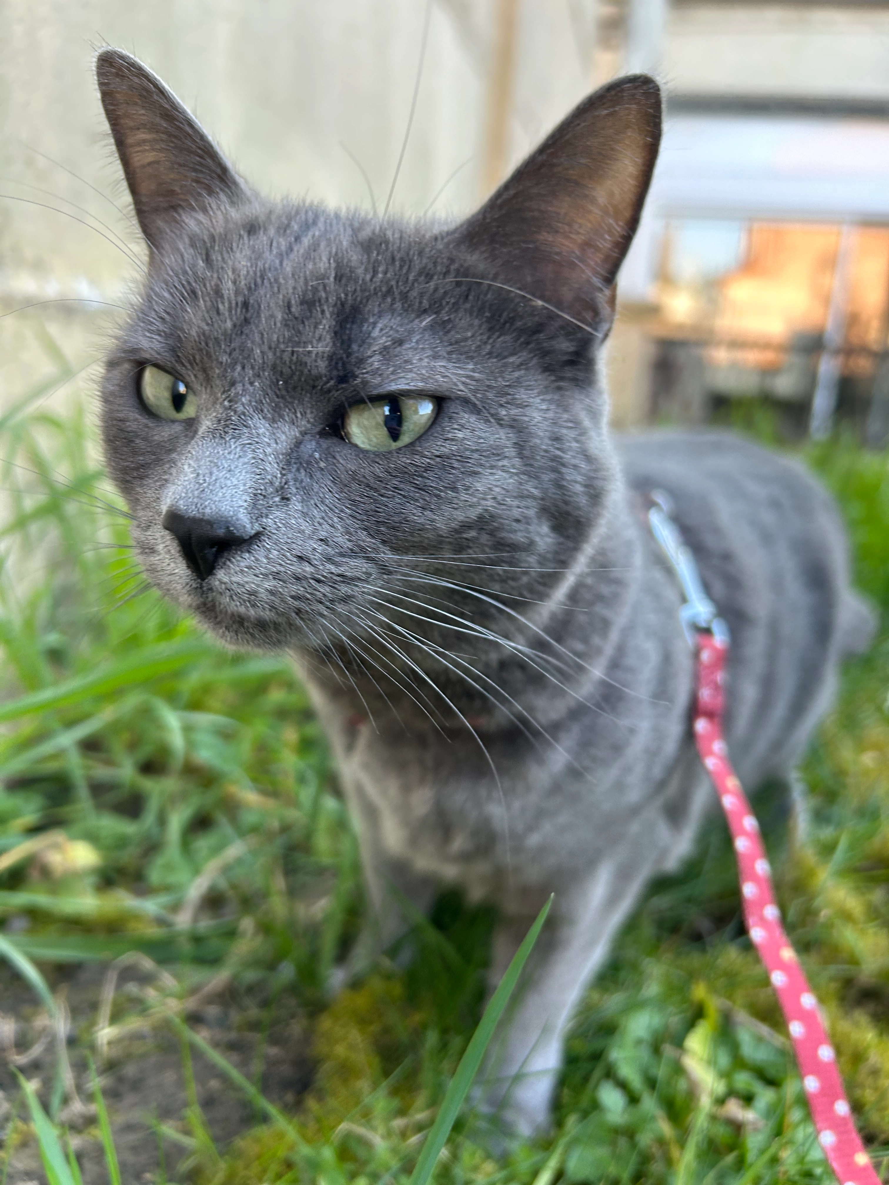 Tess - Rue Milhomme, Valenciennes