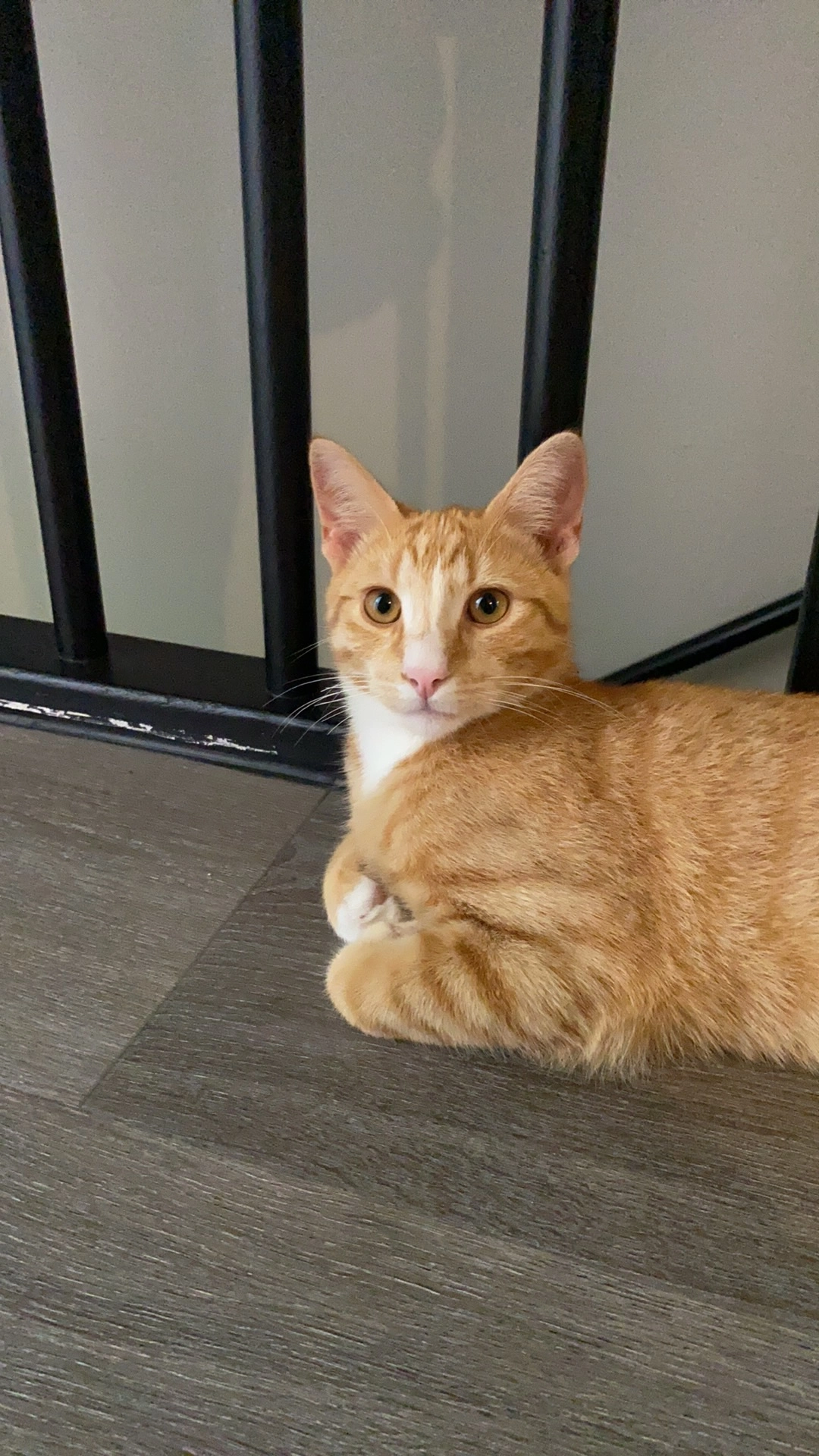 Simba  - 3317, Dordrecht