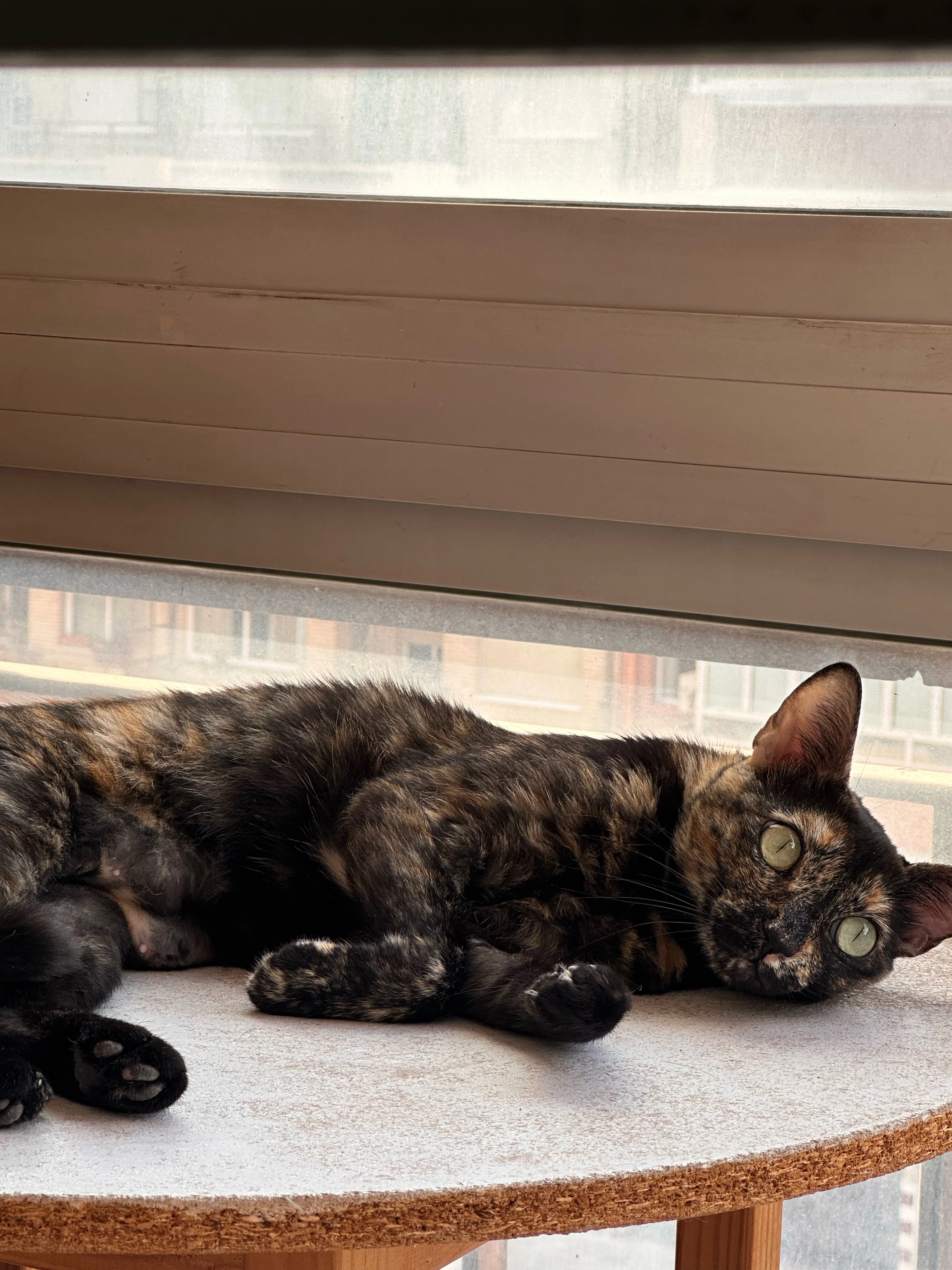 Michi - Carretera de Churra, Murcia